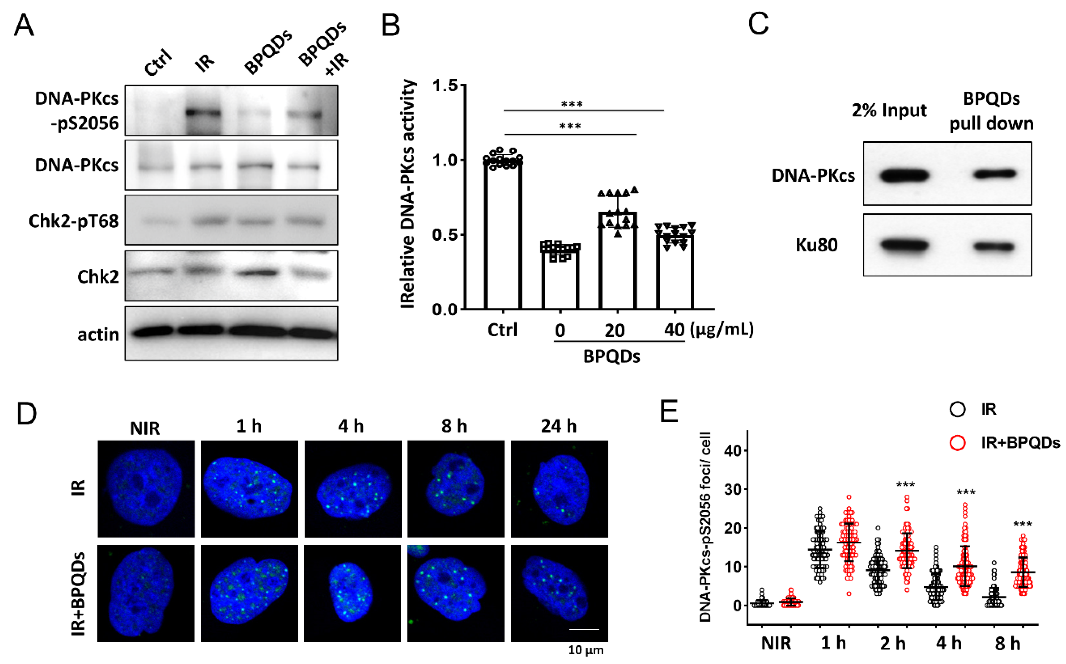 Cells 11 01651 g003 550