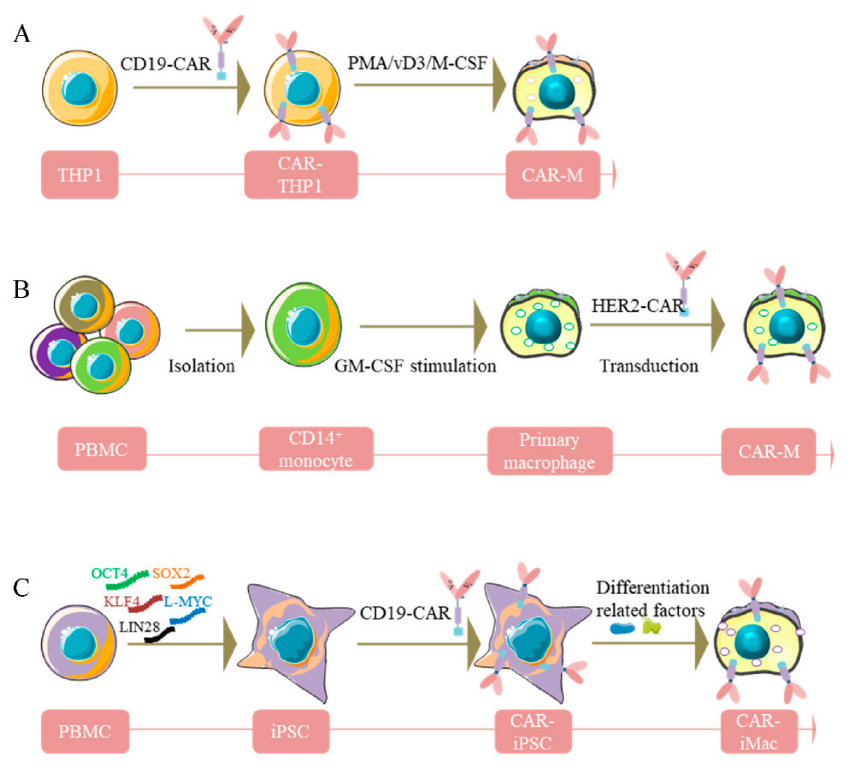 Cells 11 01652 g001 550