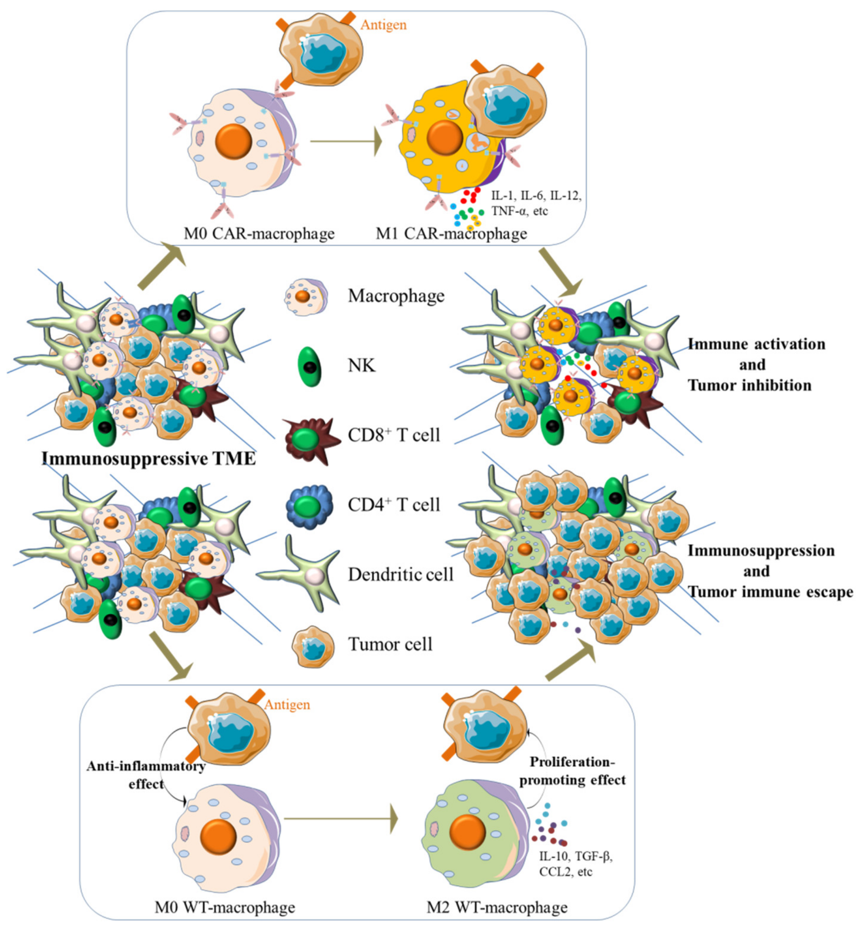 Cells 11 01652 g002 550