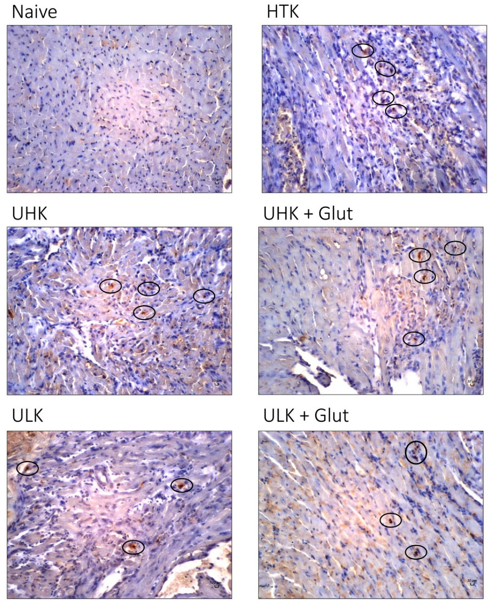 Cells 11 01653 g005 Cells 11 01653 g005
