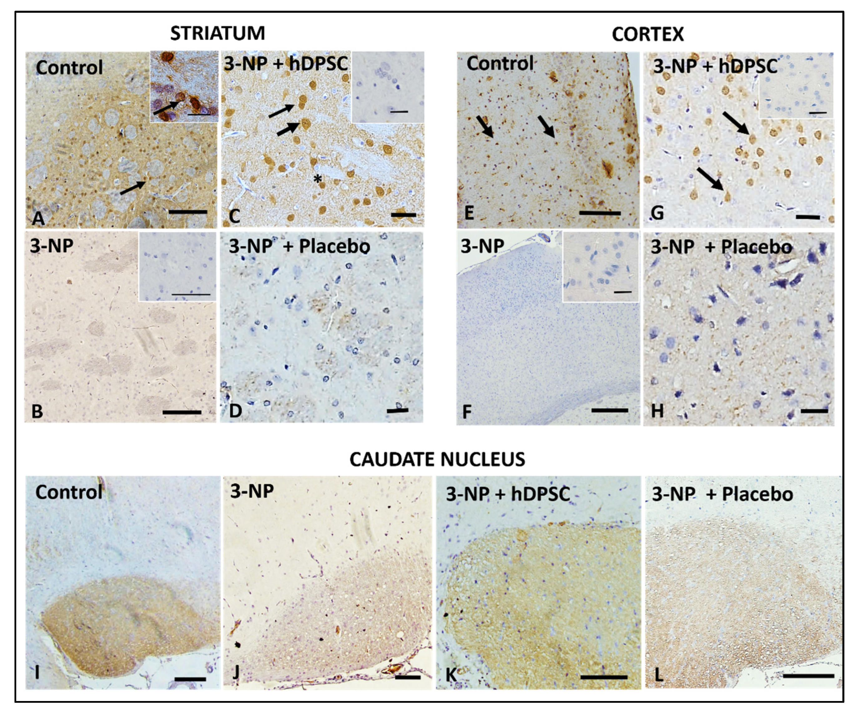 Cells 11 01664 g005 550