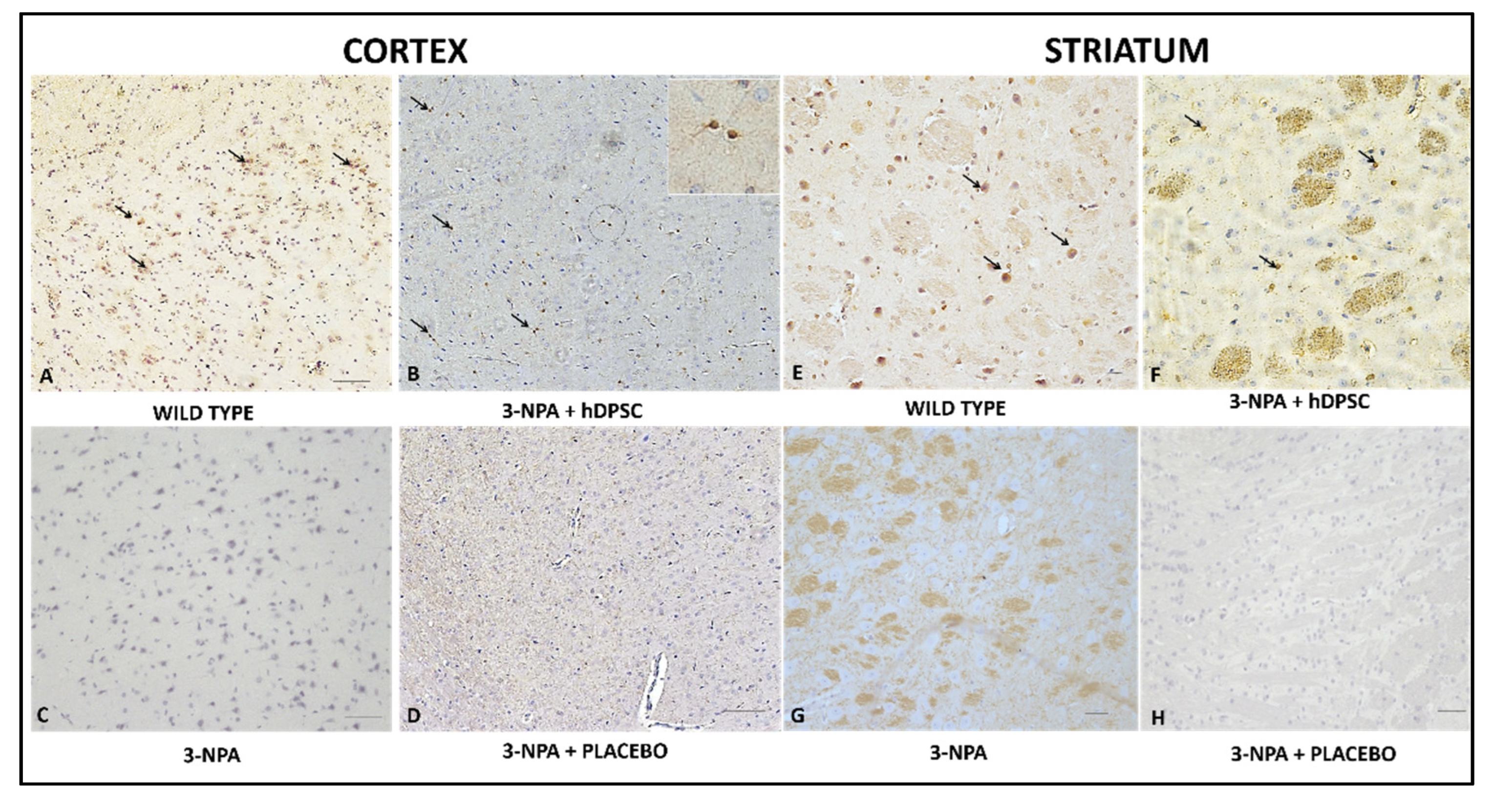 Cells 11 01664 g007 550