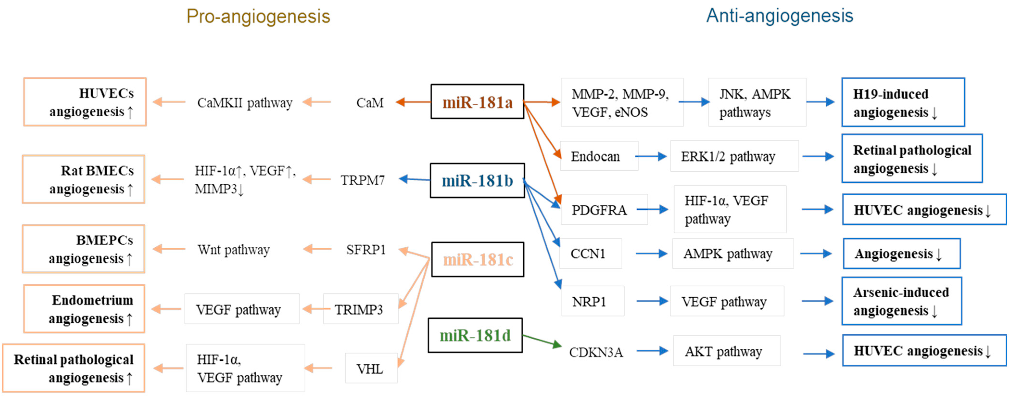 Cells 11 01670 g001 550