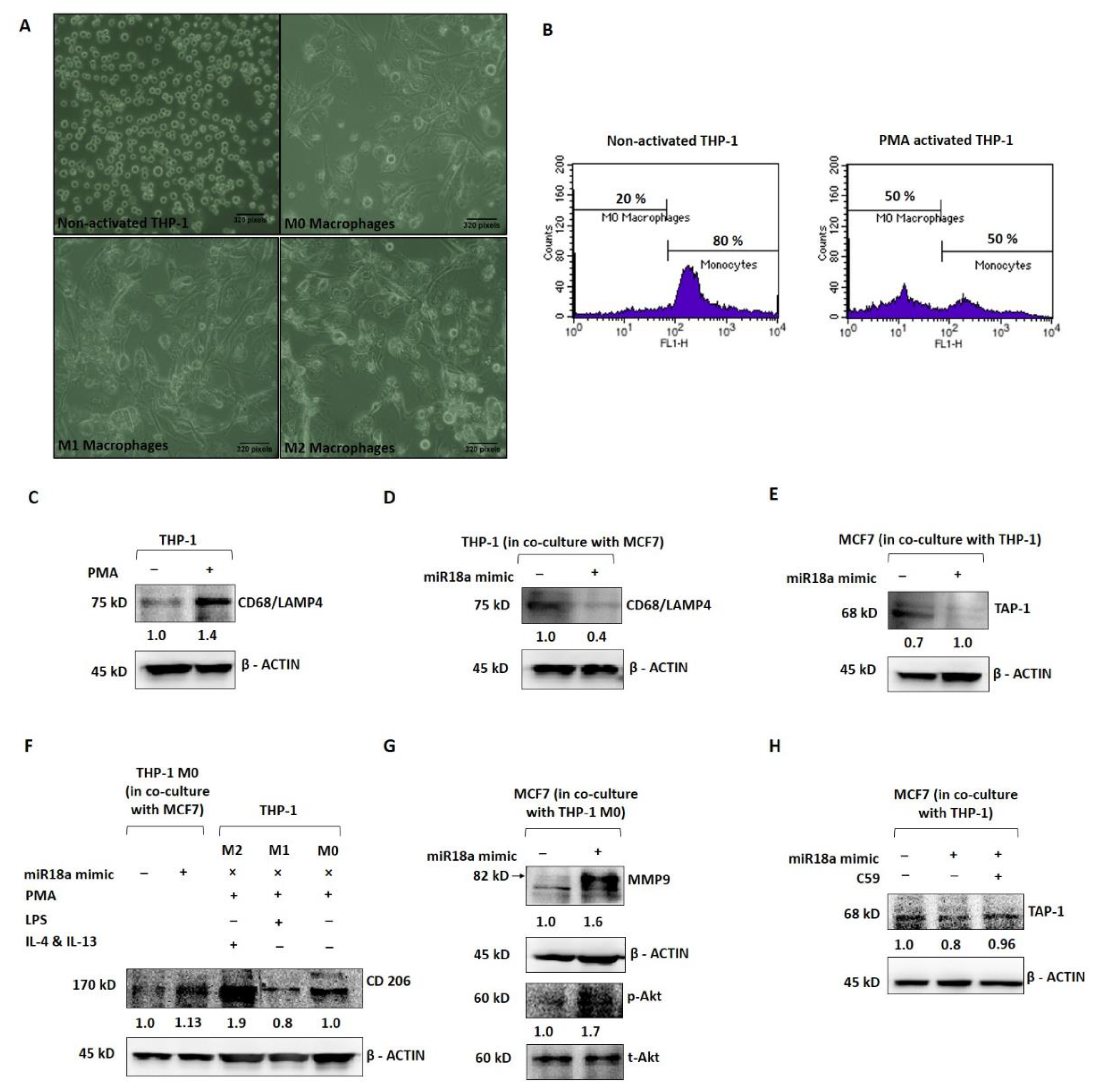 Cells 11 01672 g003 550