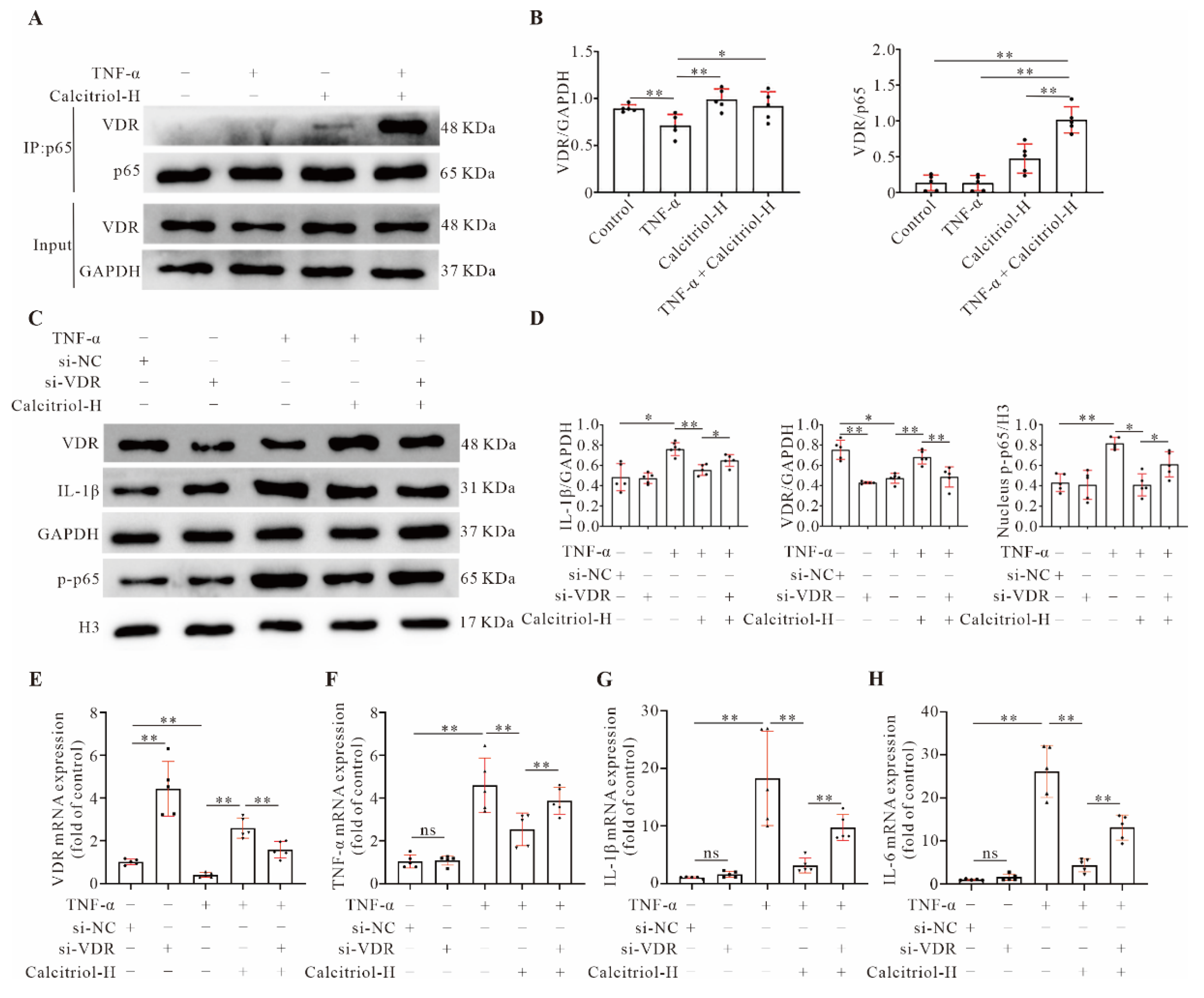 Cells 11 01676 g006 550