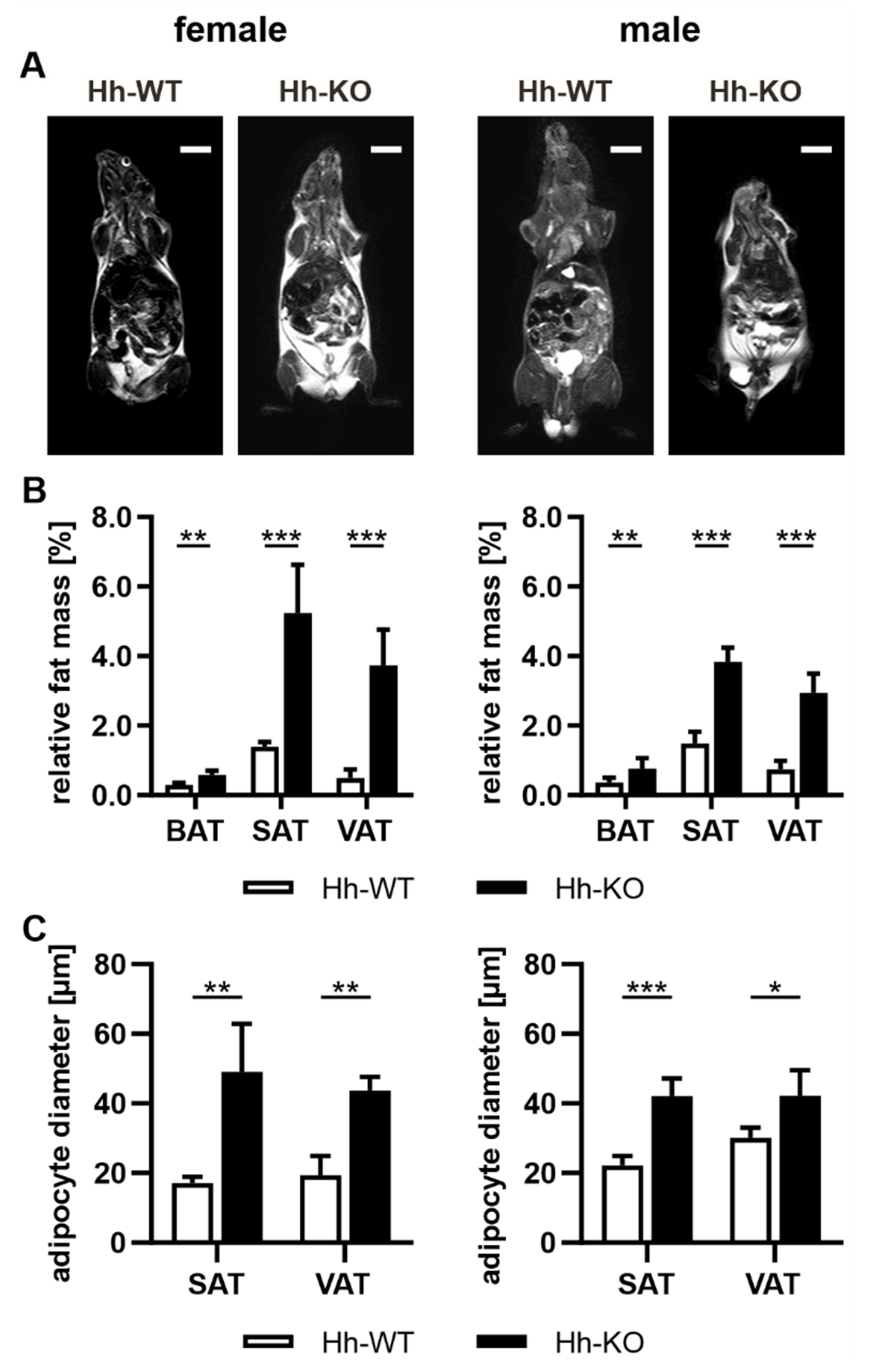 Cells 11 01680 g001 550