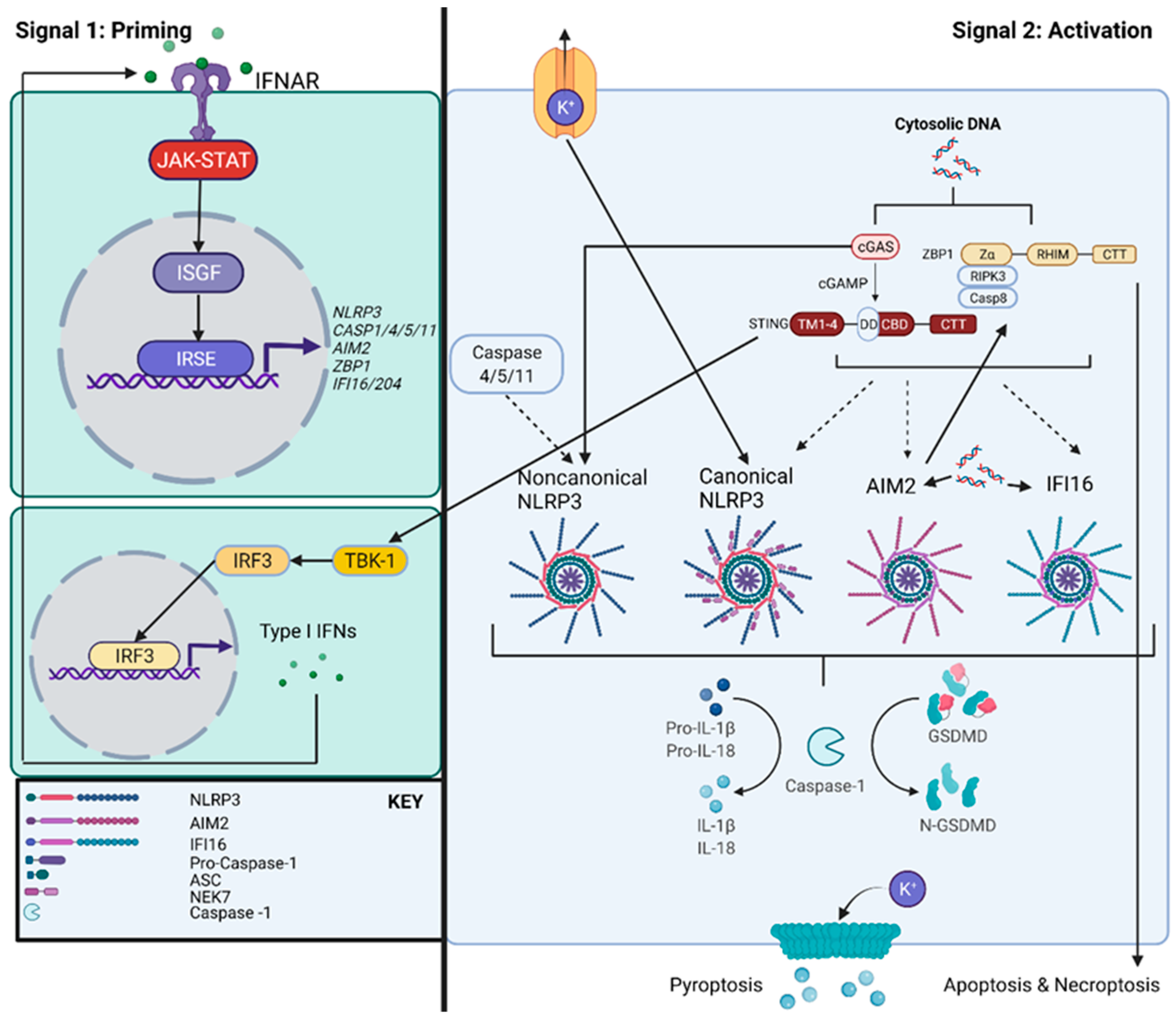 Cells 11 01681 g001 550