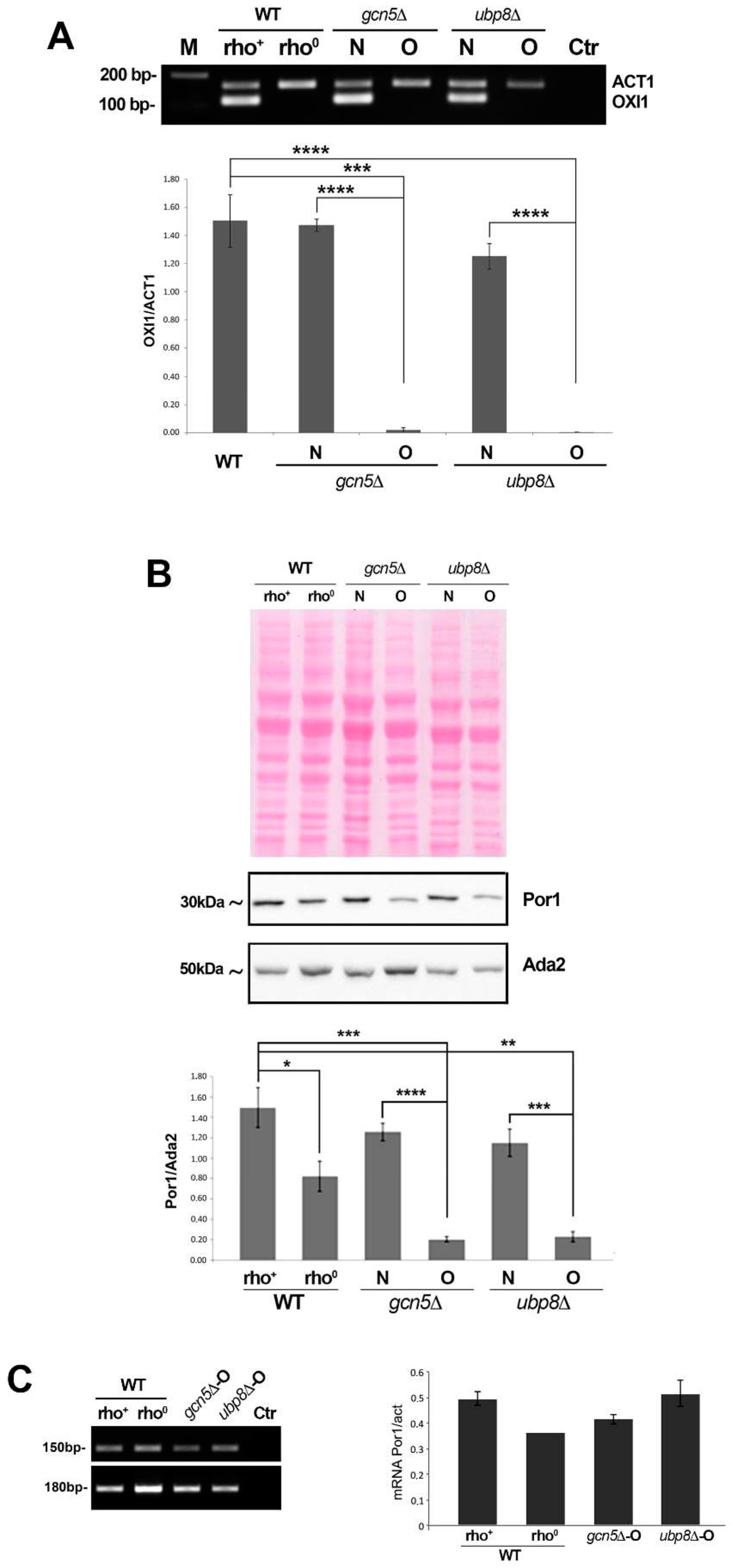 Role of yUbp8 in Mitochondria and Hypoxia Entangles the Role of yUbp8 in Mitochondria and Hypoxia Entangles the