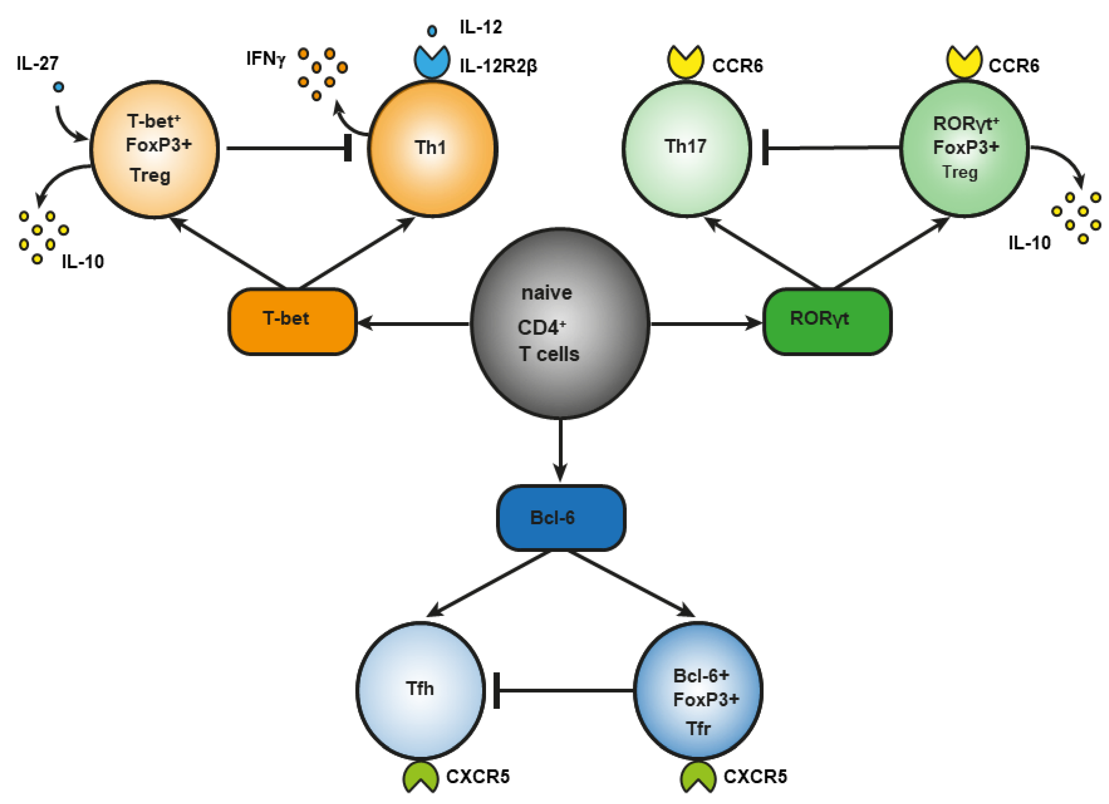 Cells | Free Full-Text | The Regulatory-T-Cell Memory Phenotype: What We  Know