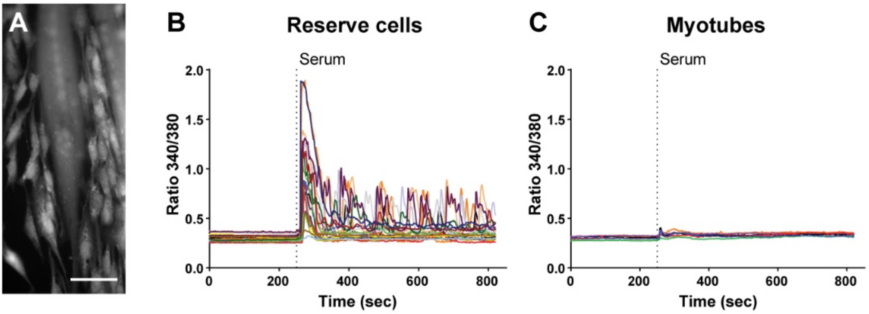Cells 11 01689 g001 550