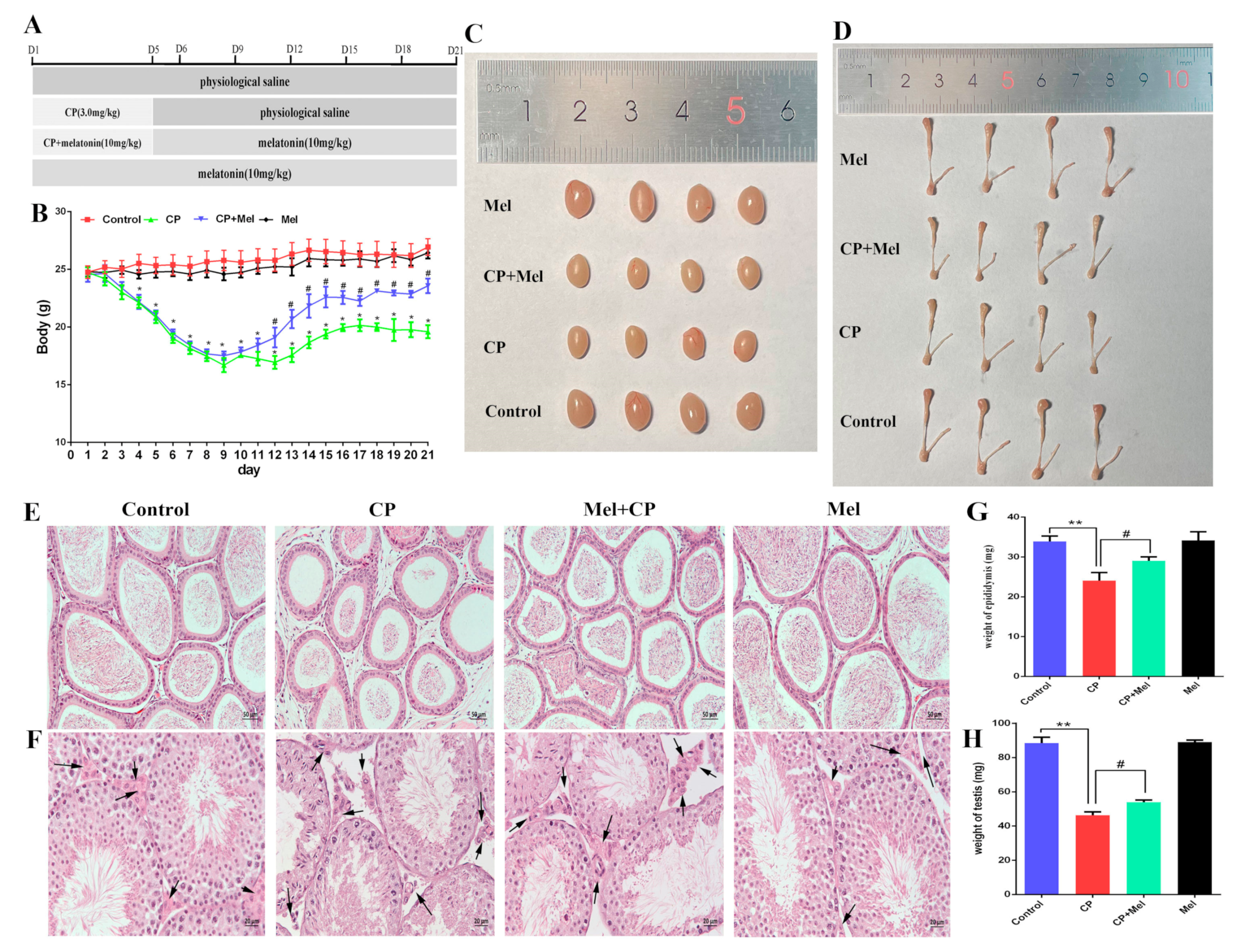 Cells 11 01690 g005a 550