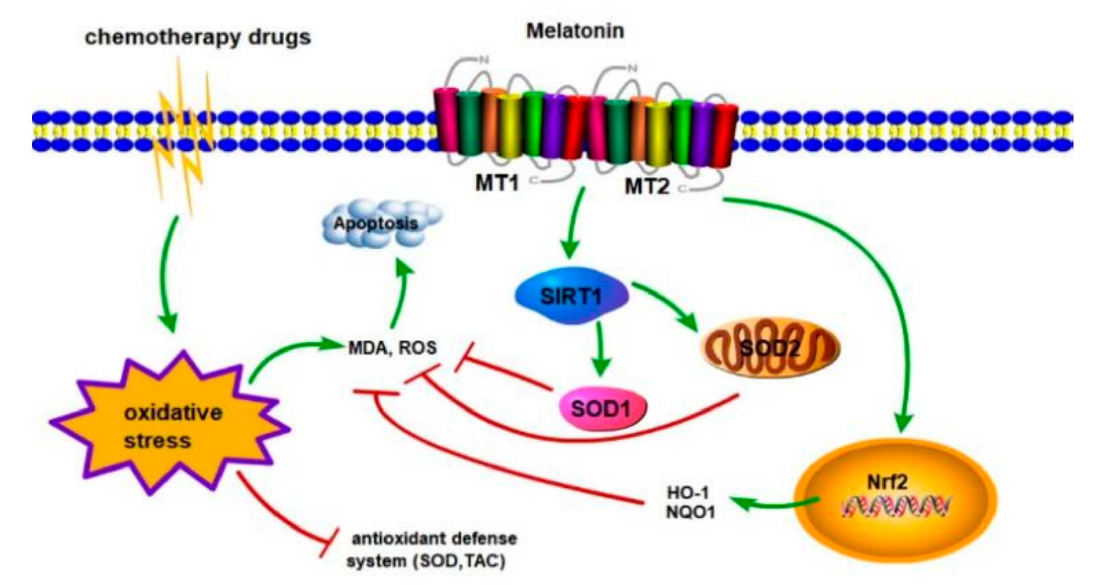 Cells 11 01690 g012 550