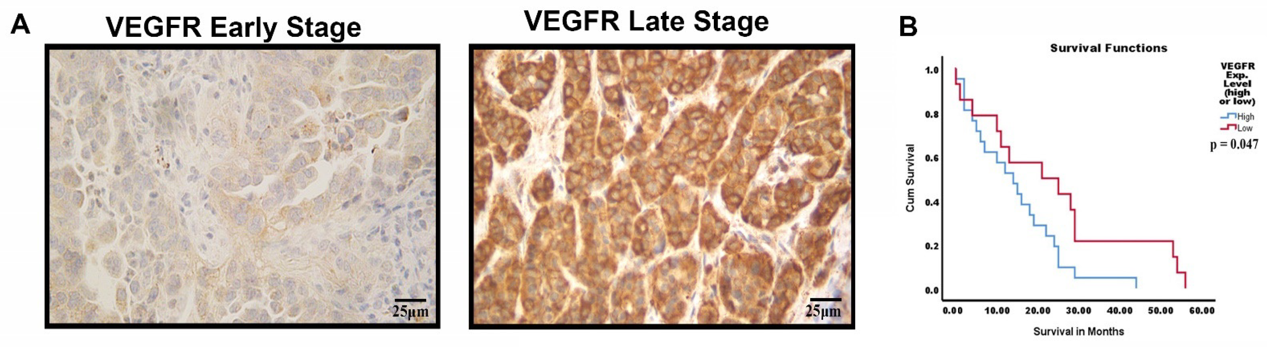 Cells 11 01694 g008 550