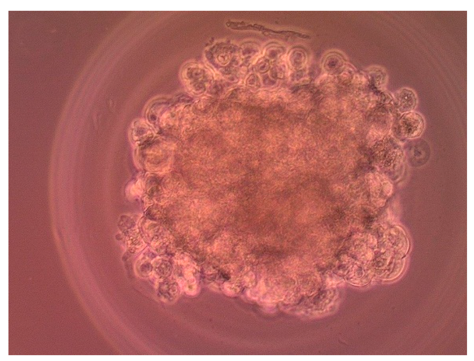 Cells 11 01697 g002 550