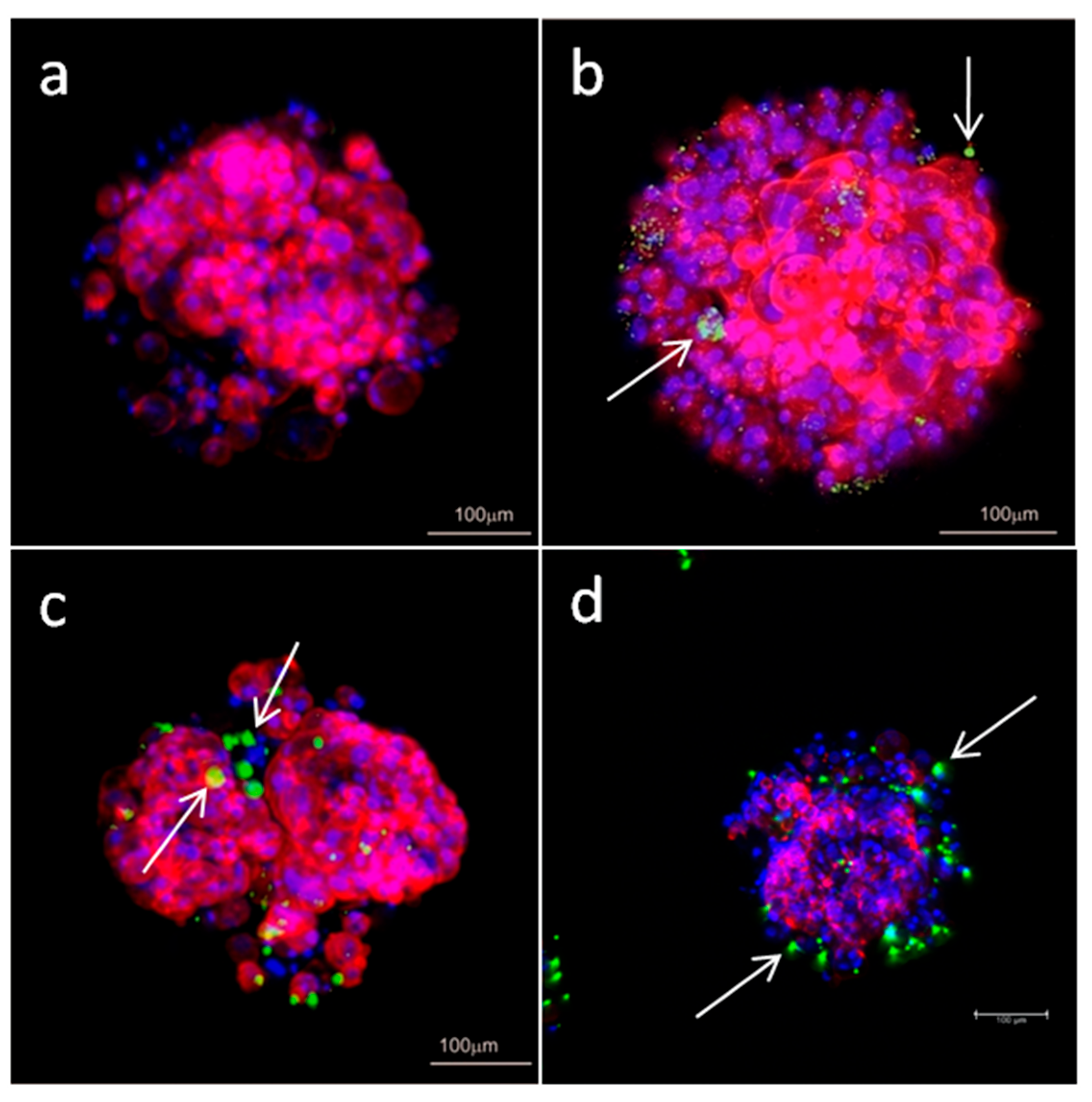 Cells 11 01697 g009 550
