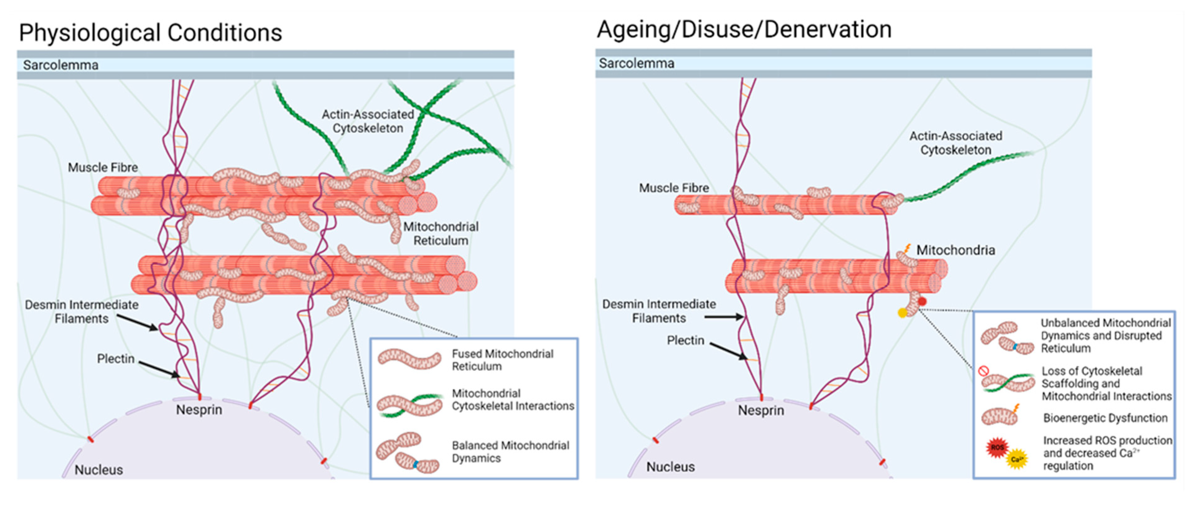 Redox Control of Signalling Responses to Contractile