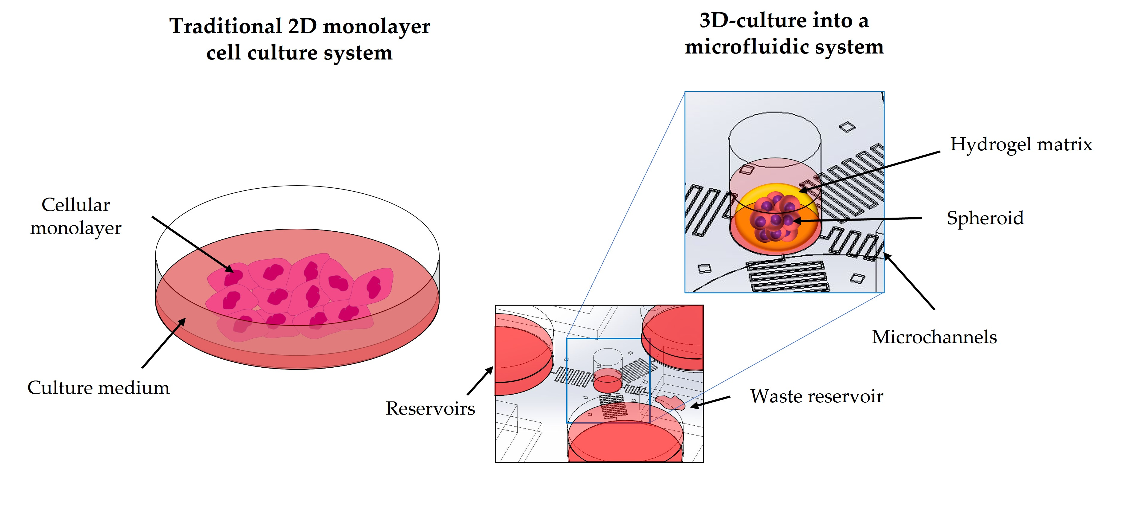 Cells Free Full Text Microfluidics For 3d Cell And Tissue Cultures Microfabricative And Ethical Aspects Updates Cells Free Full Text Microfluidics For 3d Cell And Tissue Cultures Microfabricative And Ethical Aspects Updates
