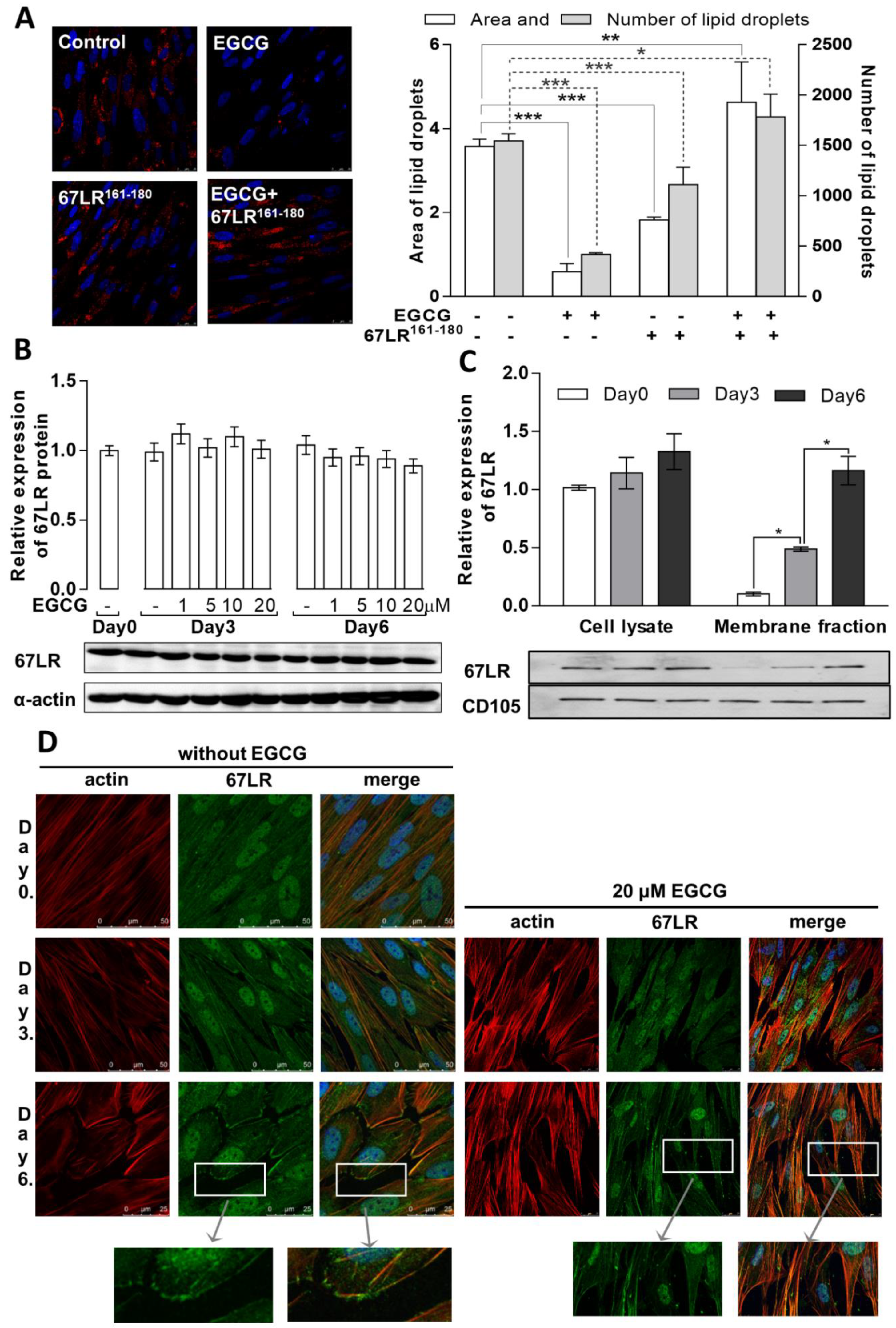 Cells 11 01704 g002 550