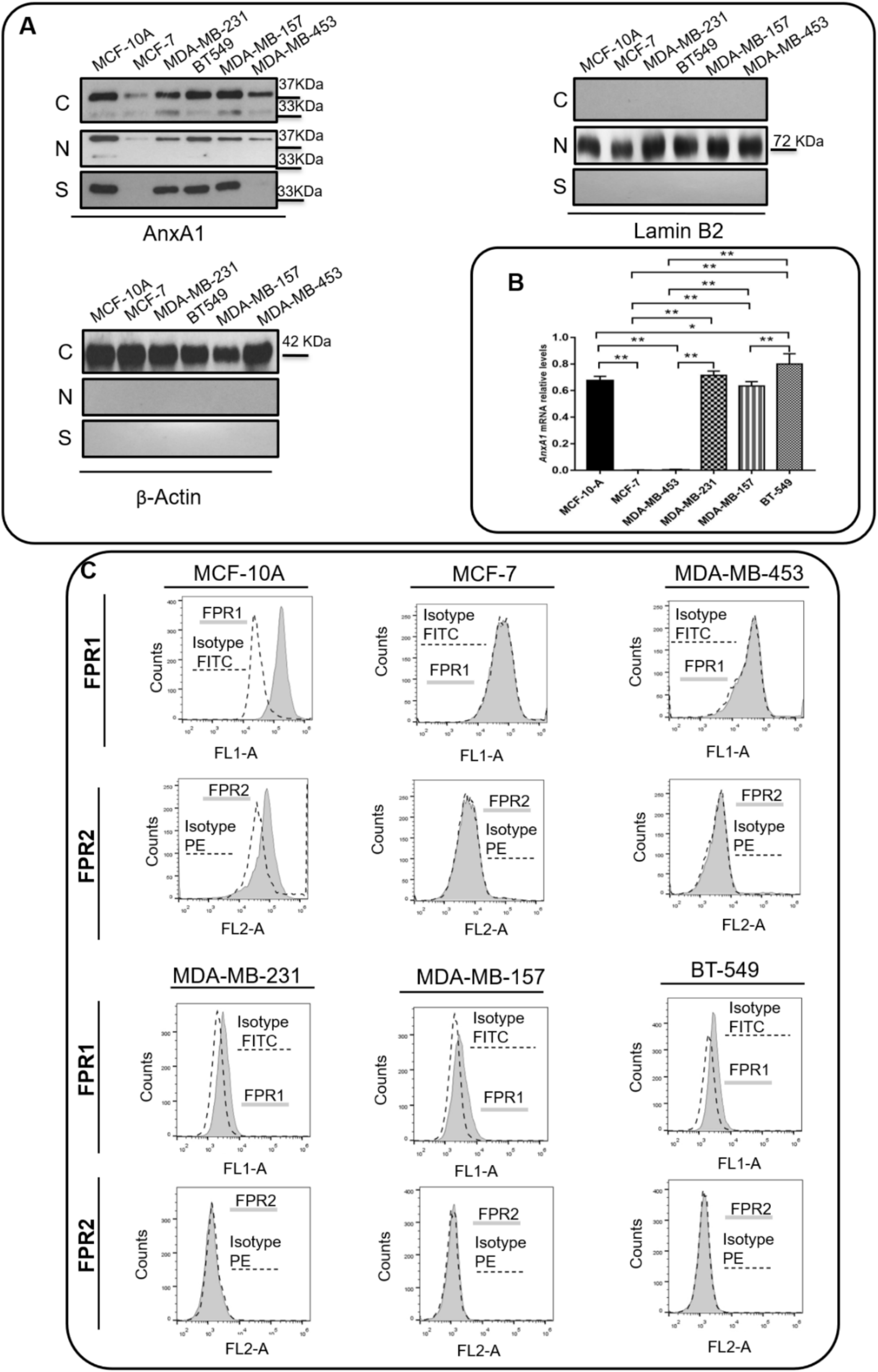 Cells 11 01705 g002 Cells 11 01705 g002