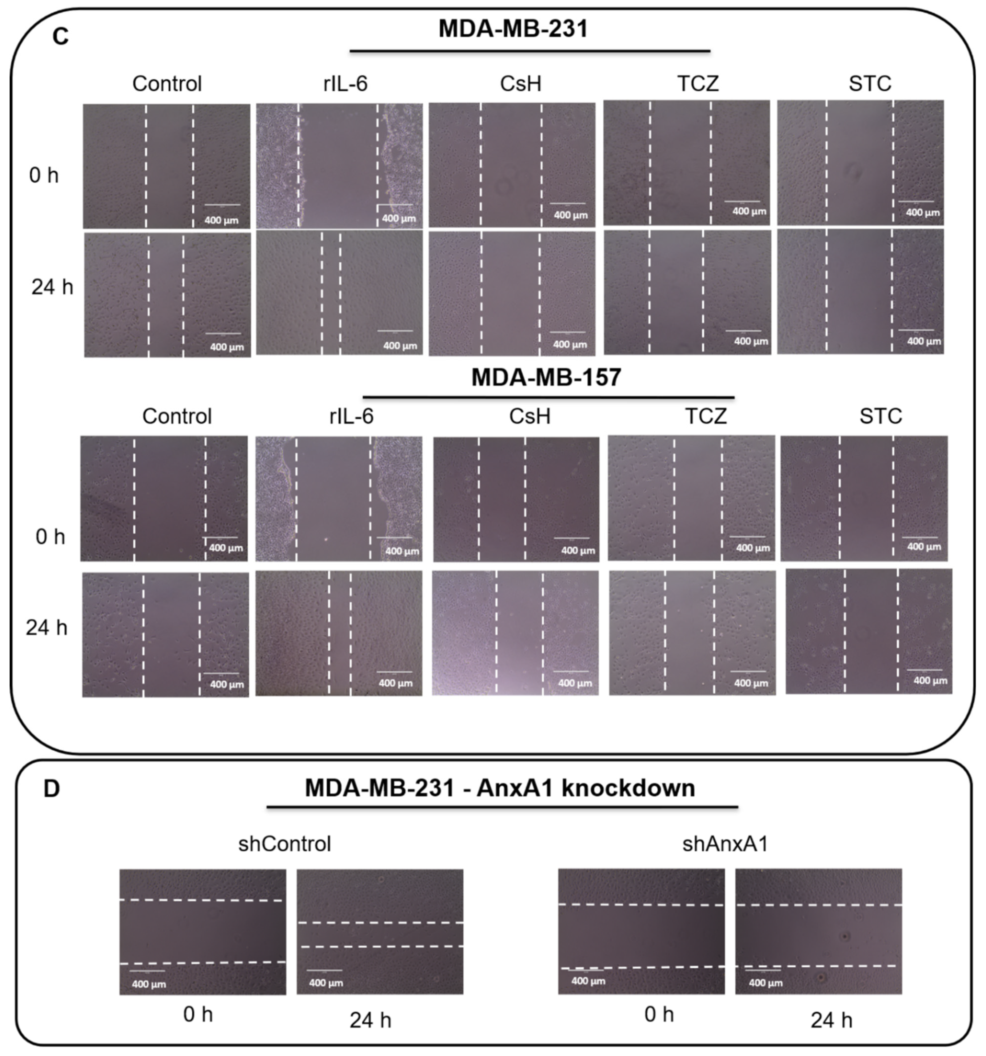 Cells 11 01705 g007b Cells 11 01705 g007b