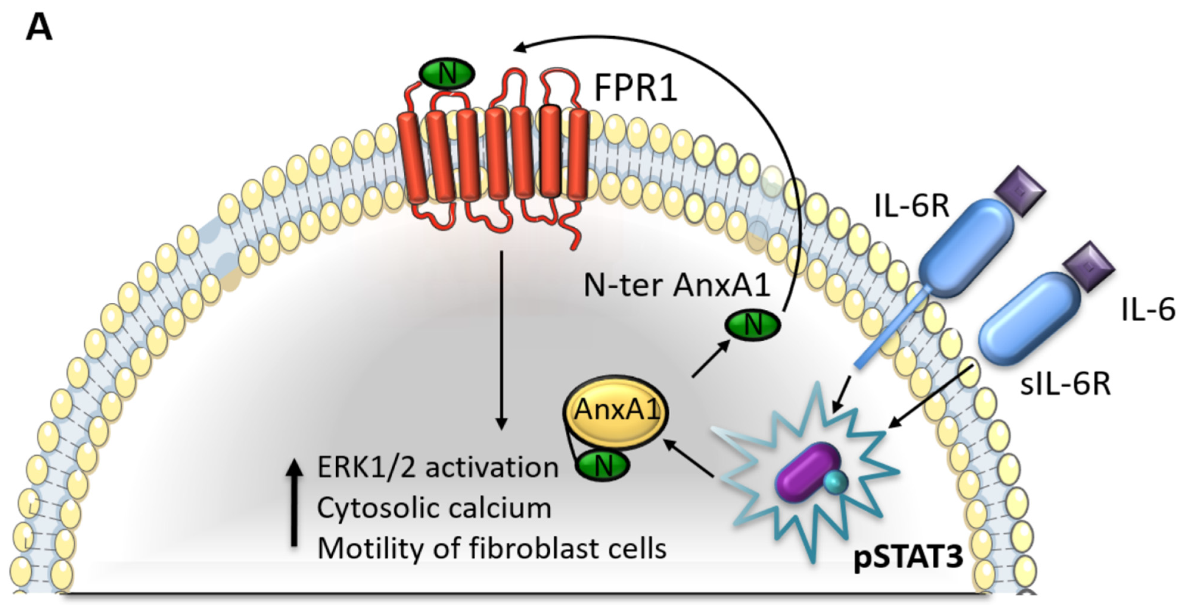 Cells 11 01705 g008a Cells 11 01705 g008a