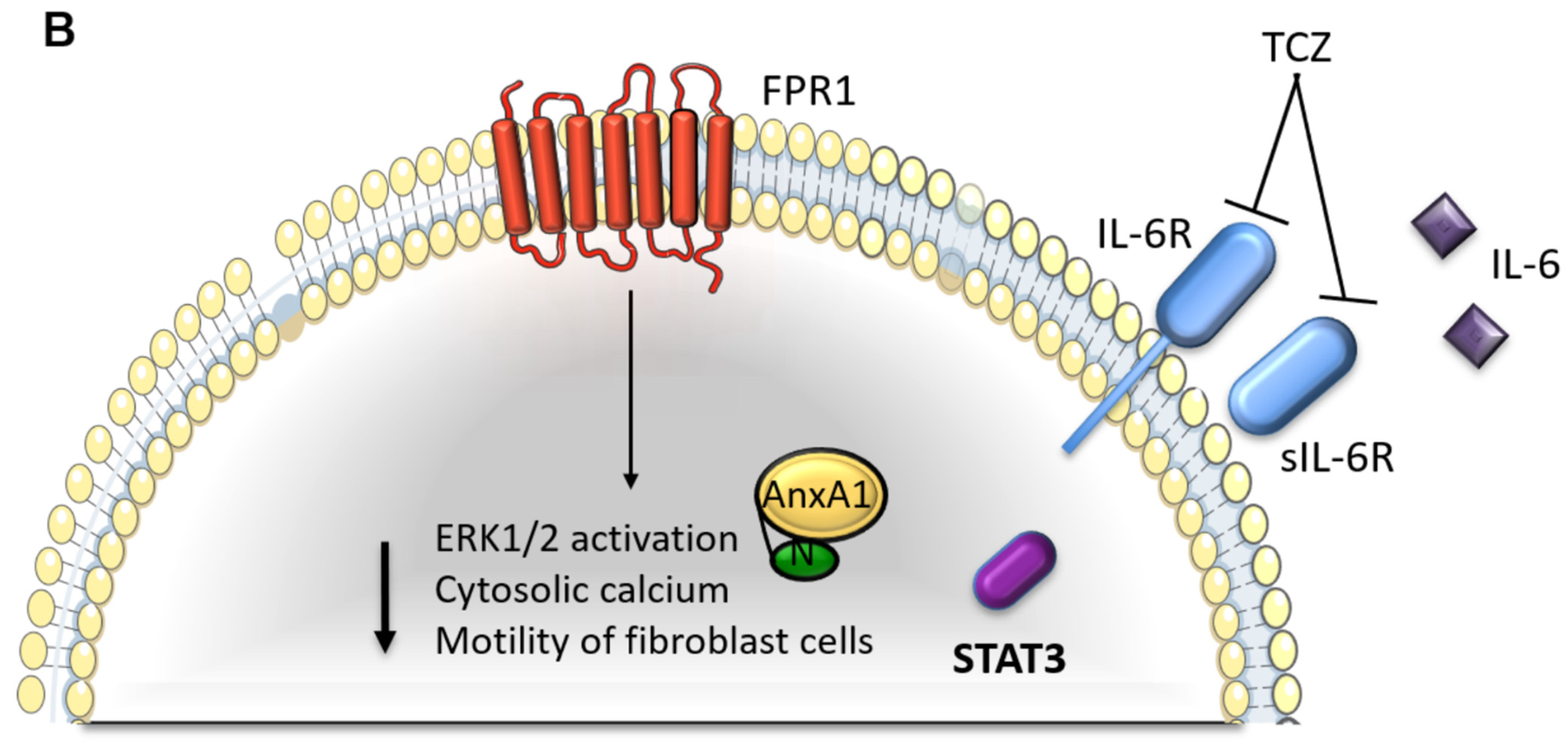 Cells 11 01705 g008b Cells 11 01705 g008b