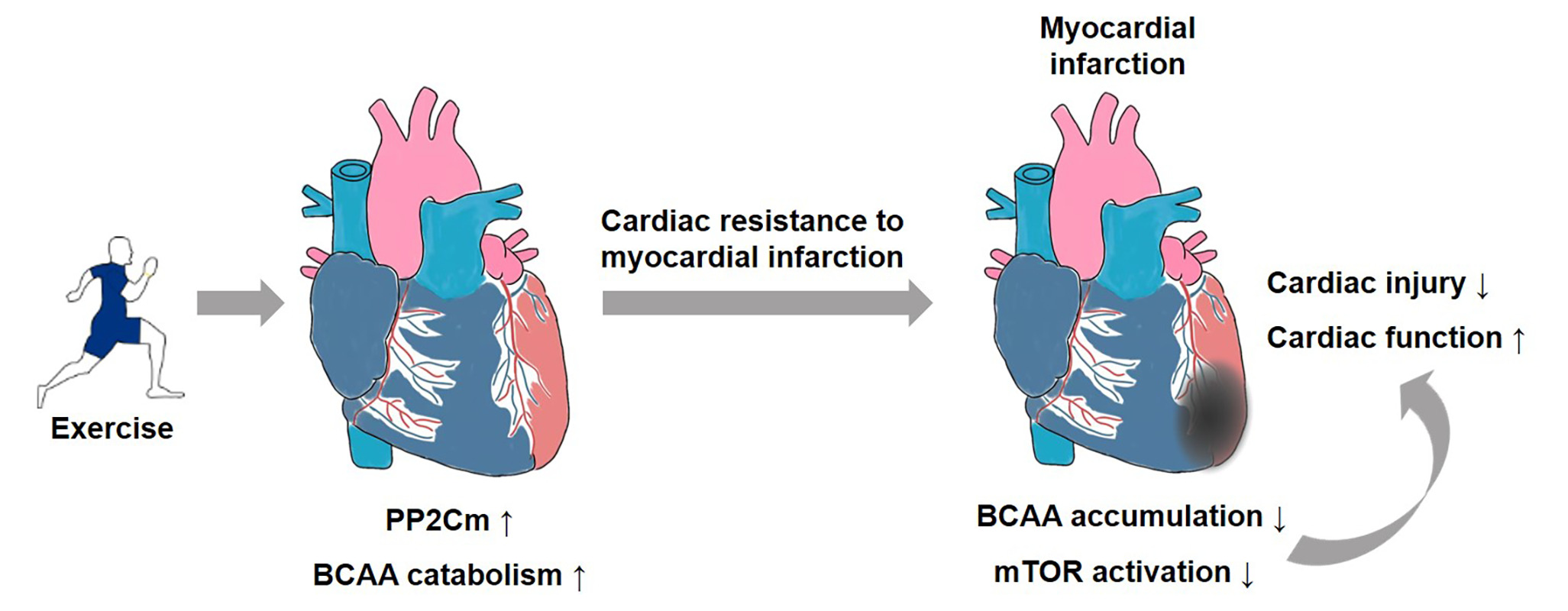 Cells Free FullText Exercise Enhances BranchedChain Amino Acid