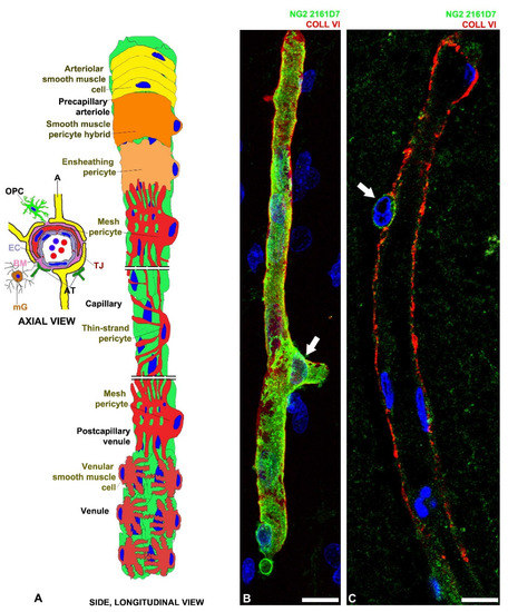 Cells 11 01707 g001 550