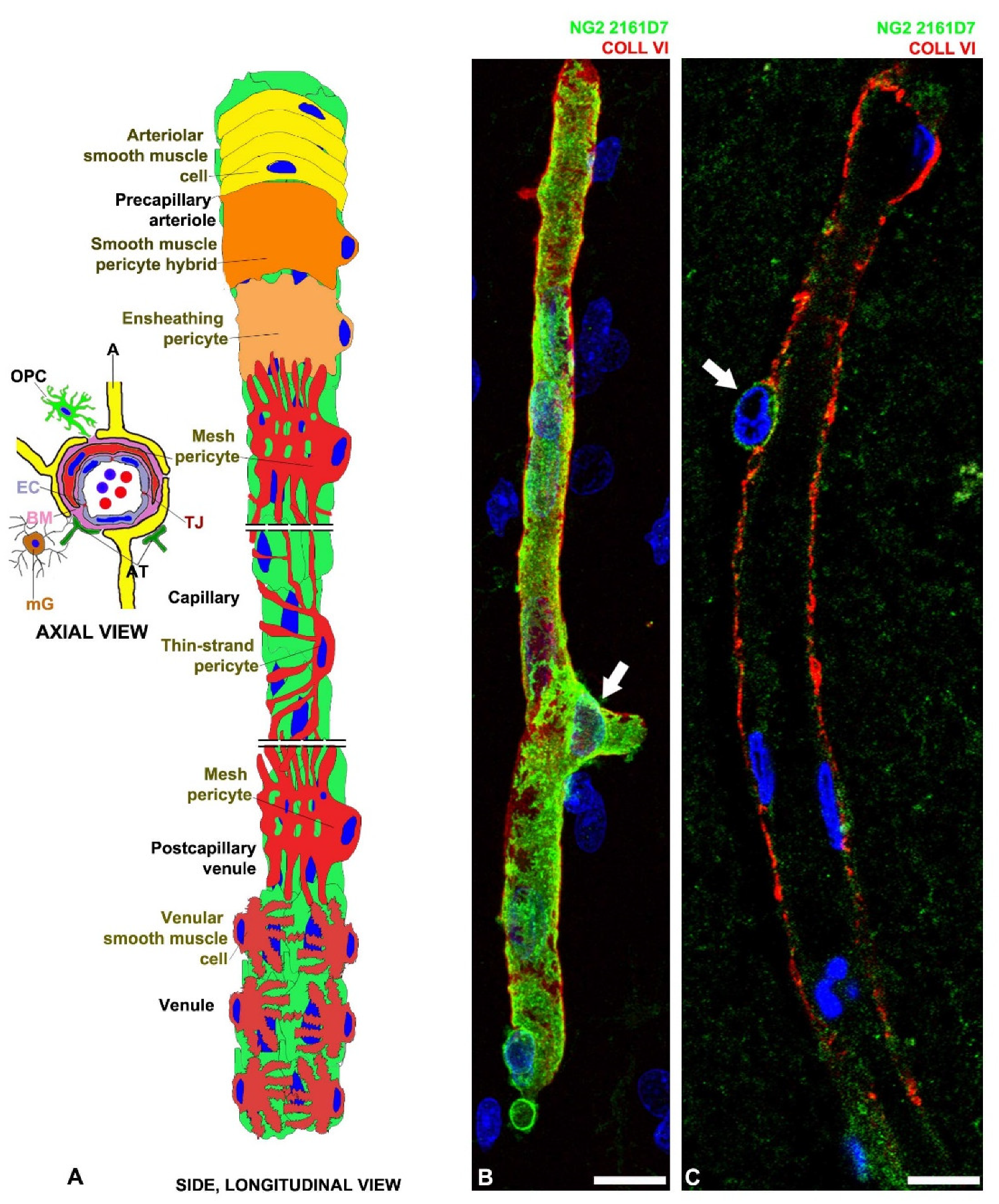 Cells 11 01707 g001 550