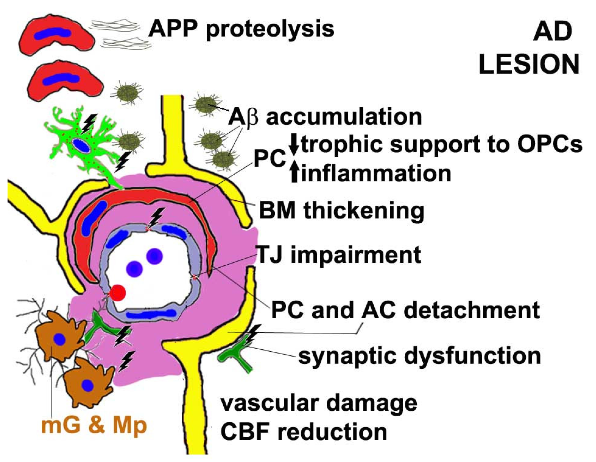 Cells 11 01707 g002 550