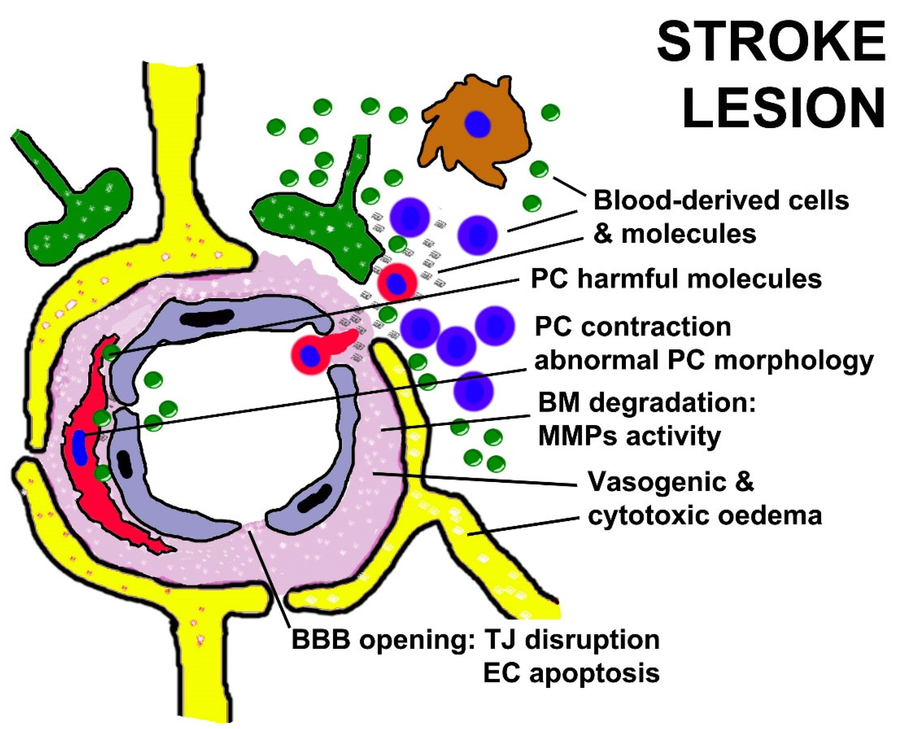 Cells 11 01707 g004 550