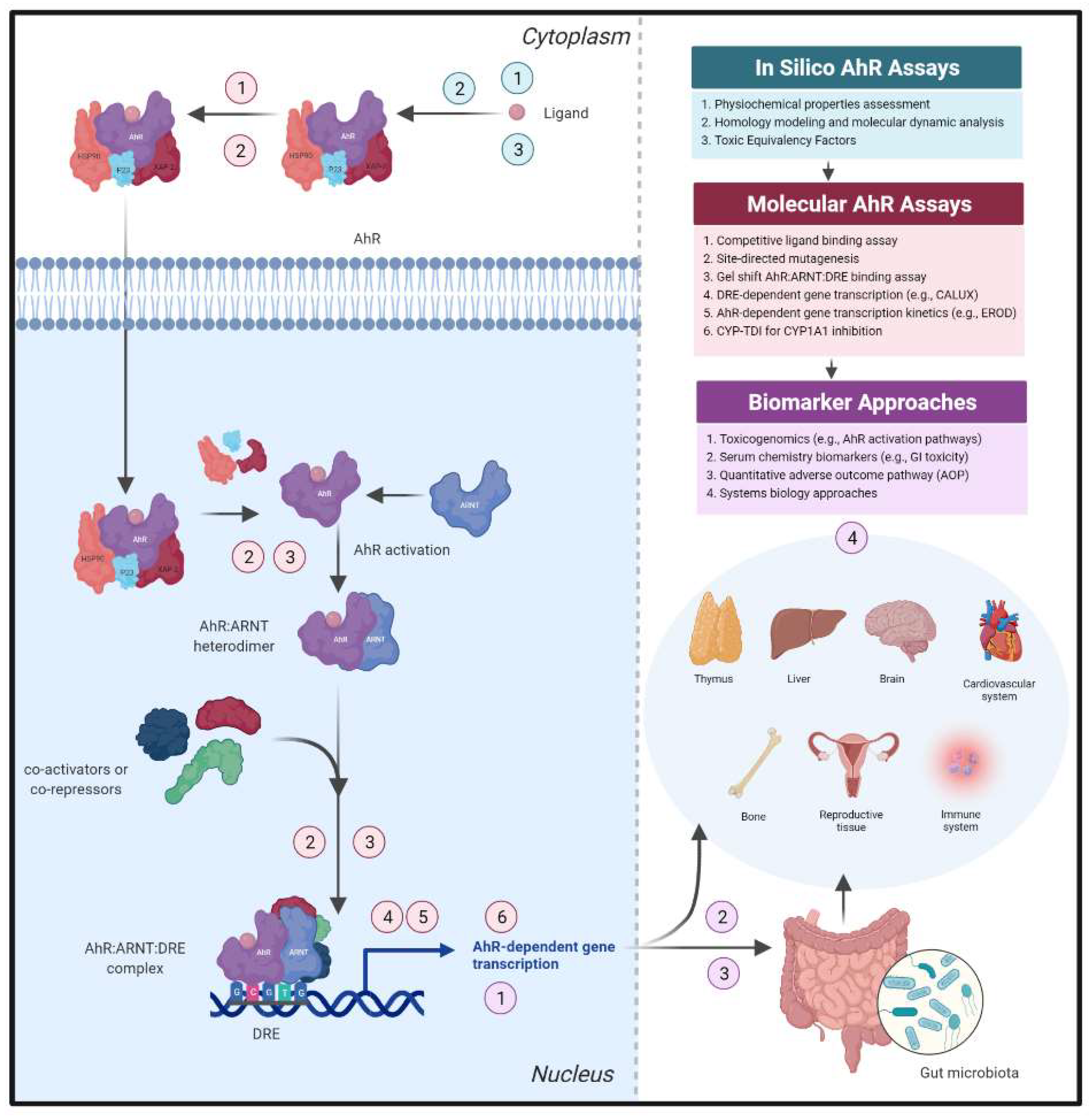 Cells 11 01708 g003 550