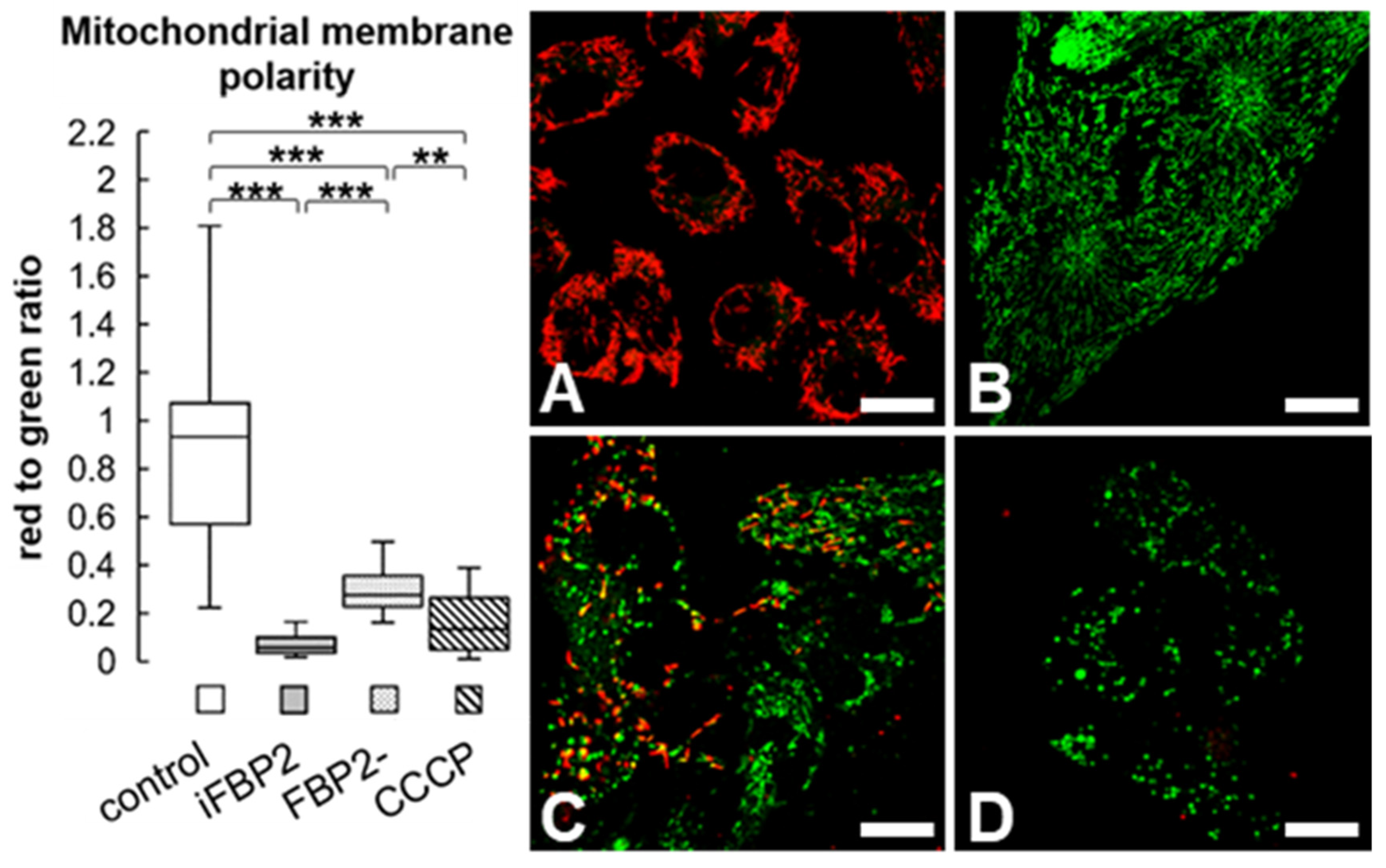 Cells Free Full Text Fbp2 Mdash A New Player In Regulation Of Motility Of Mitochondria And Stability Of Microtubules In Cardiomyocytes