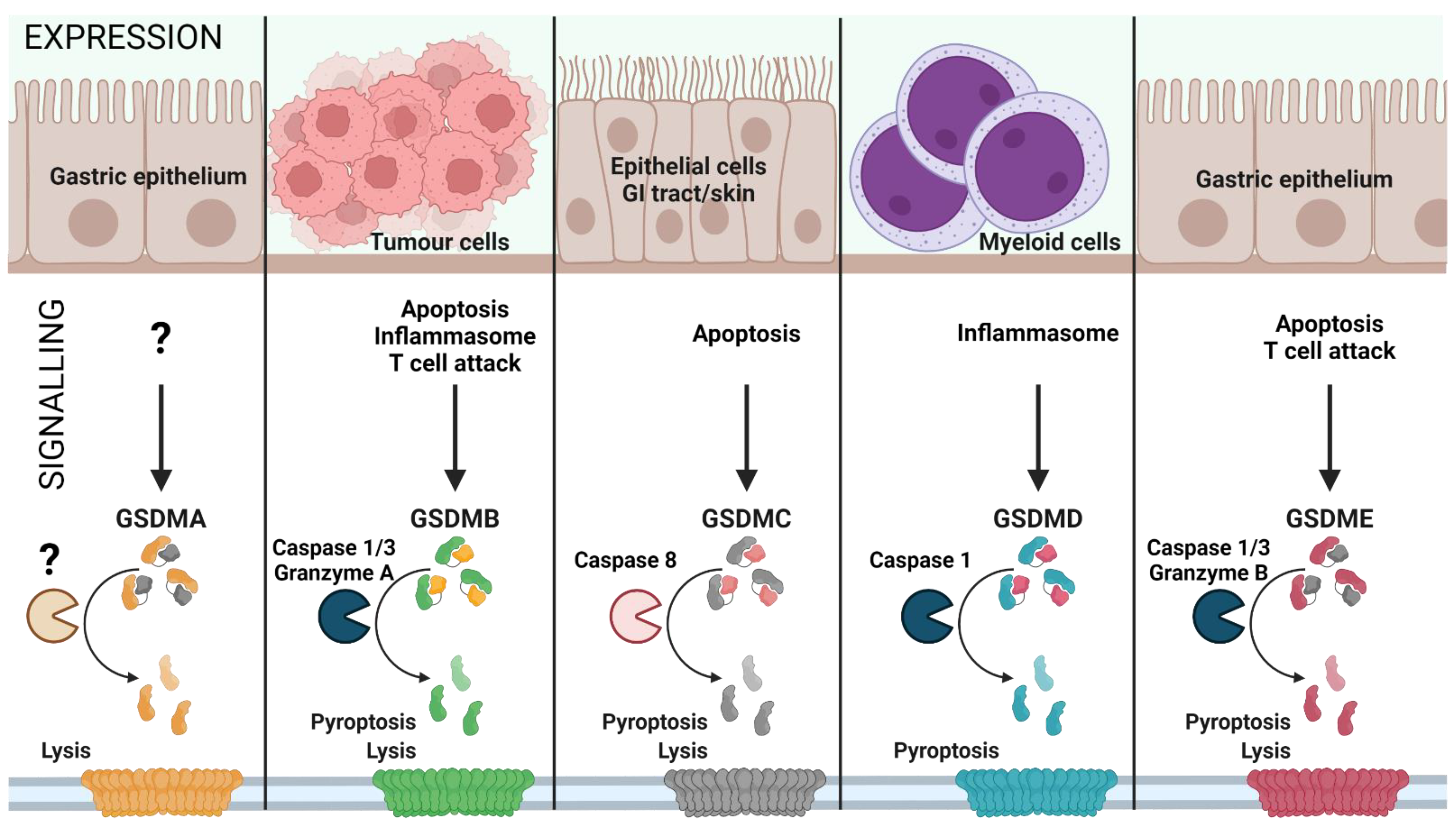Cells 11 01717 g001