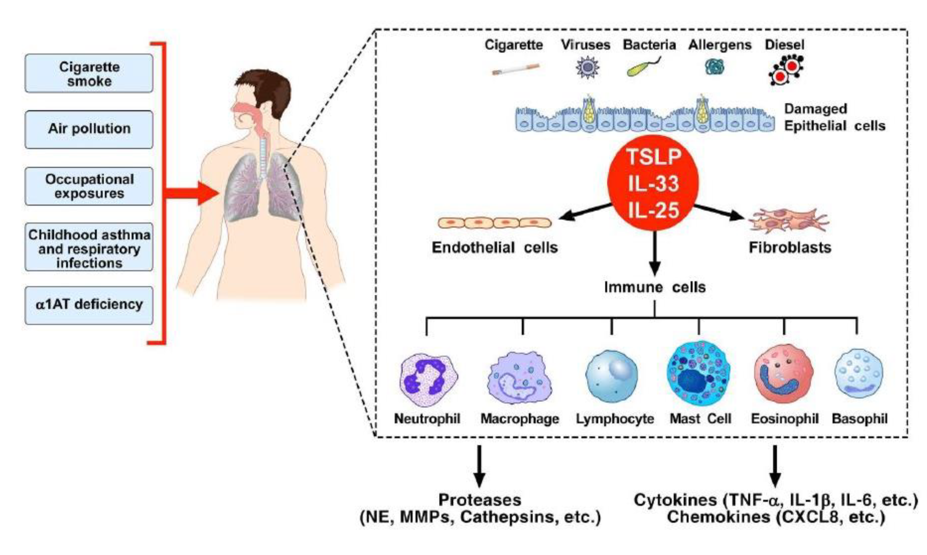 Cells 11 01720 g003 Cells 11 01720 g003
