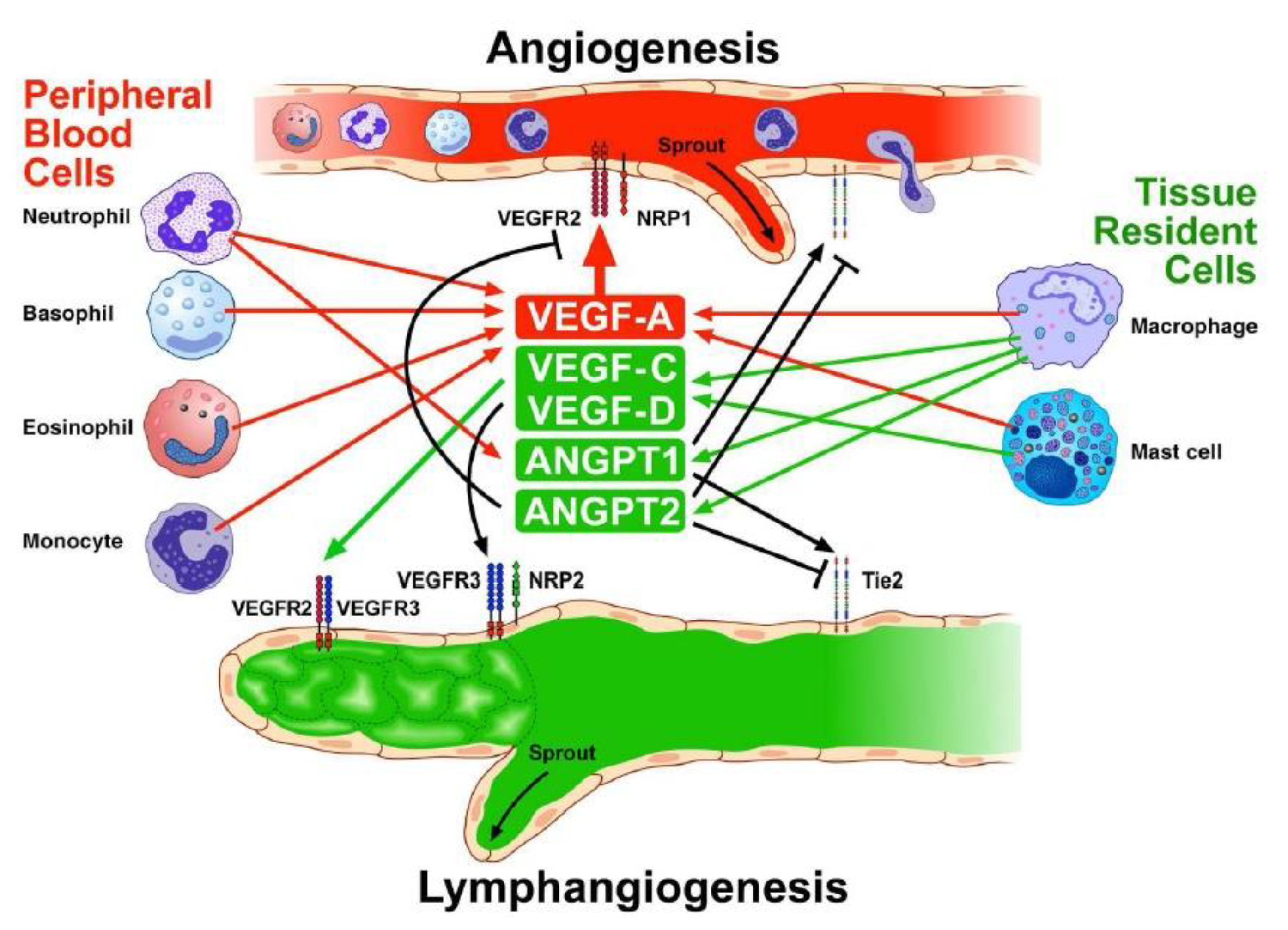 Cells 11 01720 g004 Cells 11 01720 g004