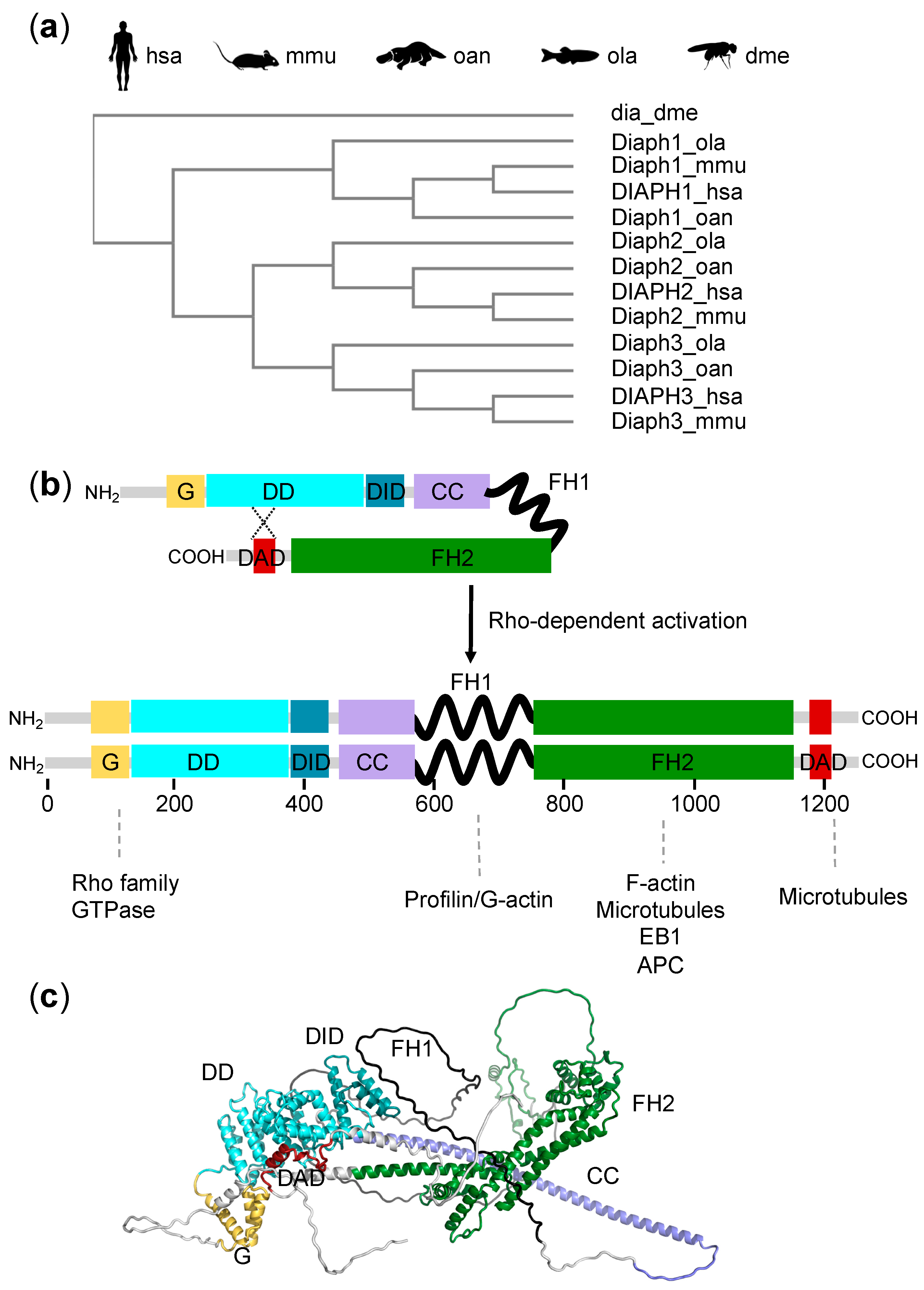 Cells 11 01726 g001 Cells 11 01726 g001