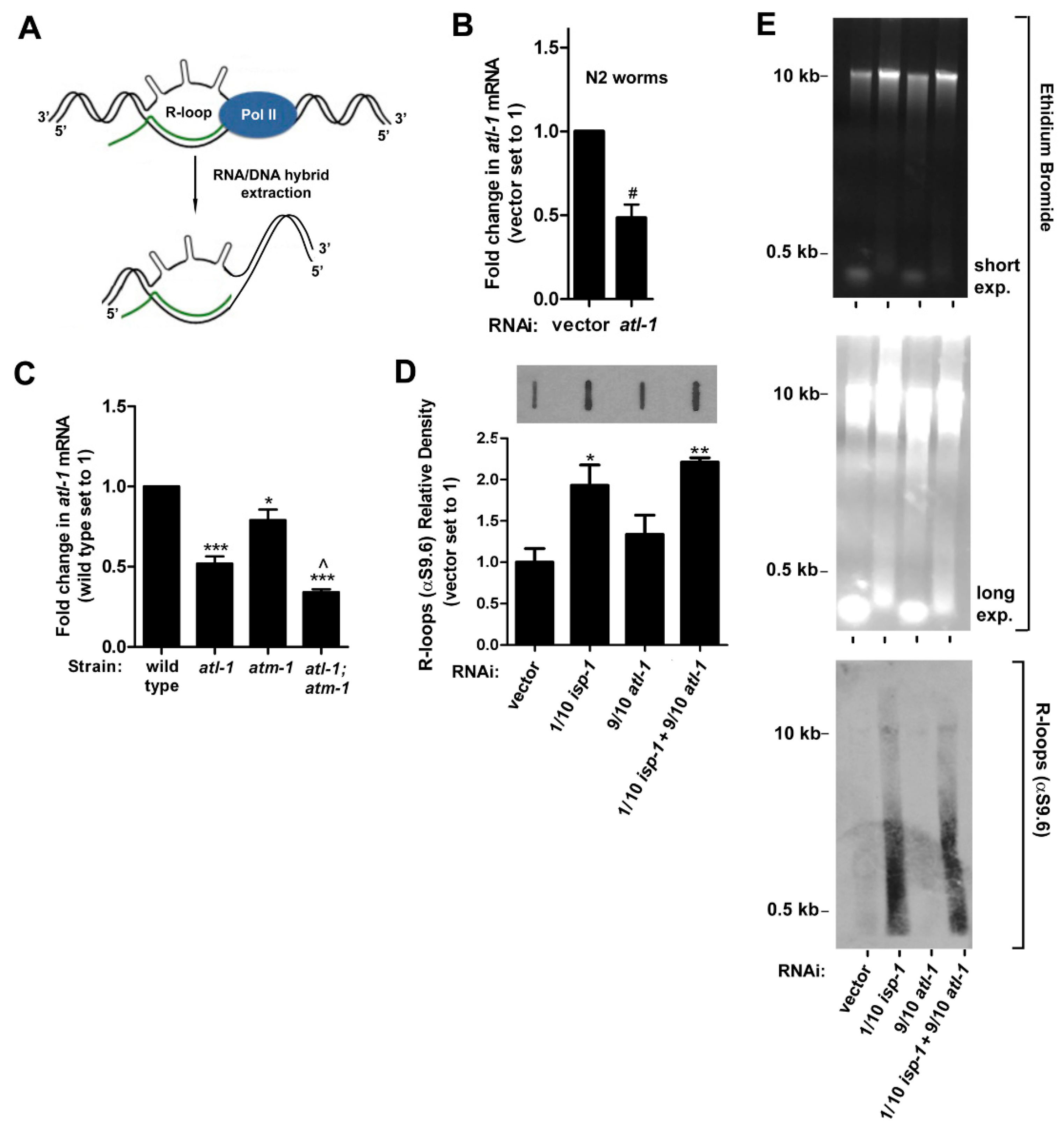 Cells 11 01731 g006 Cells 11 01731 g006