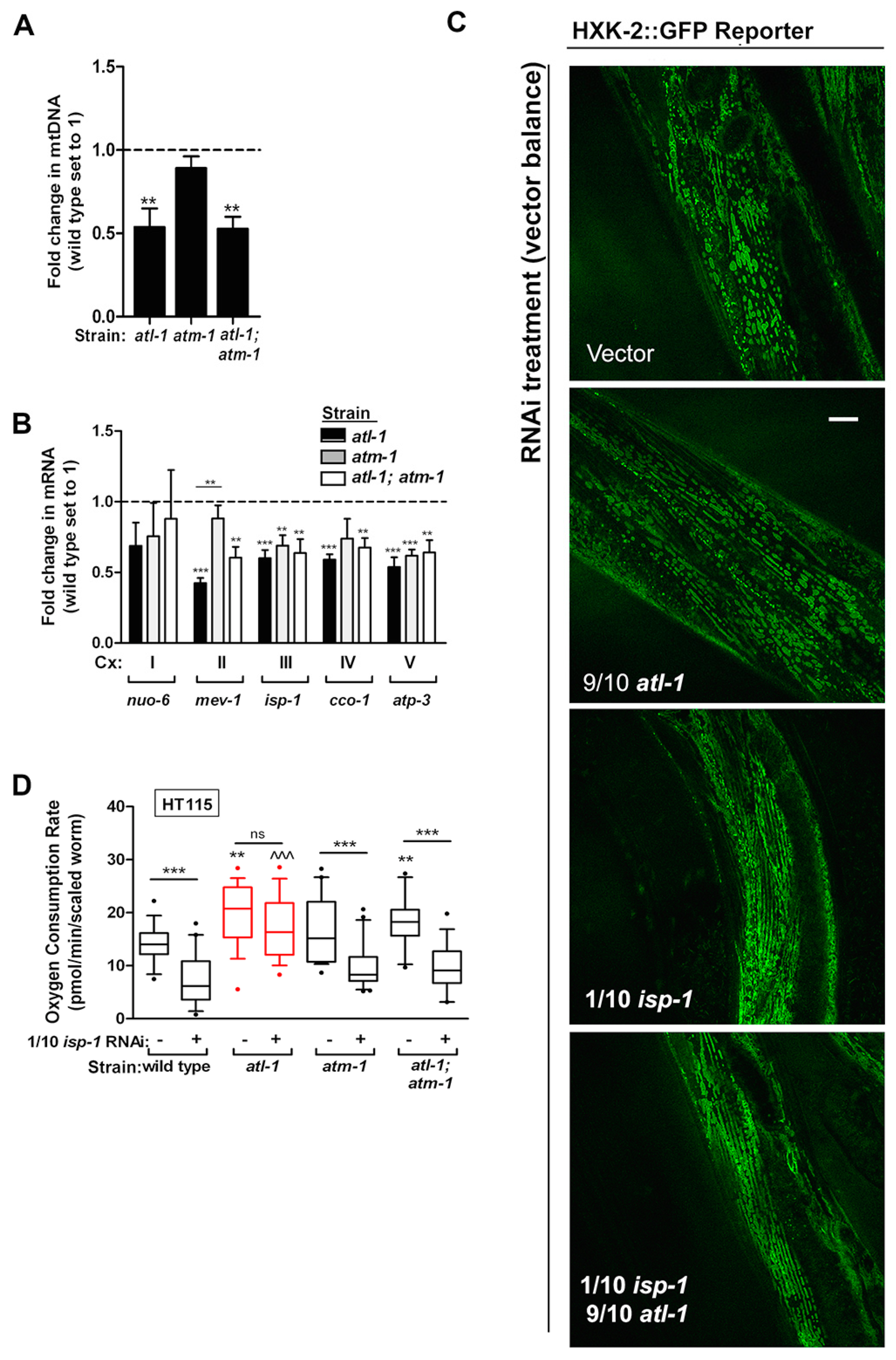 Cells 11 01731 g007 Cells 11 01731 g007