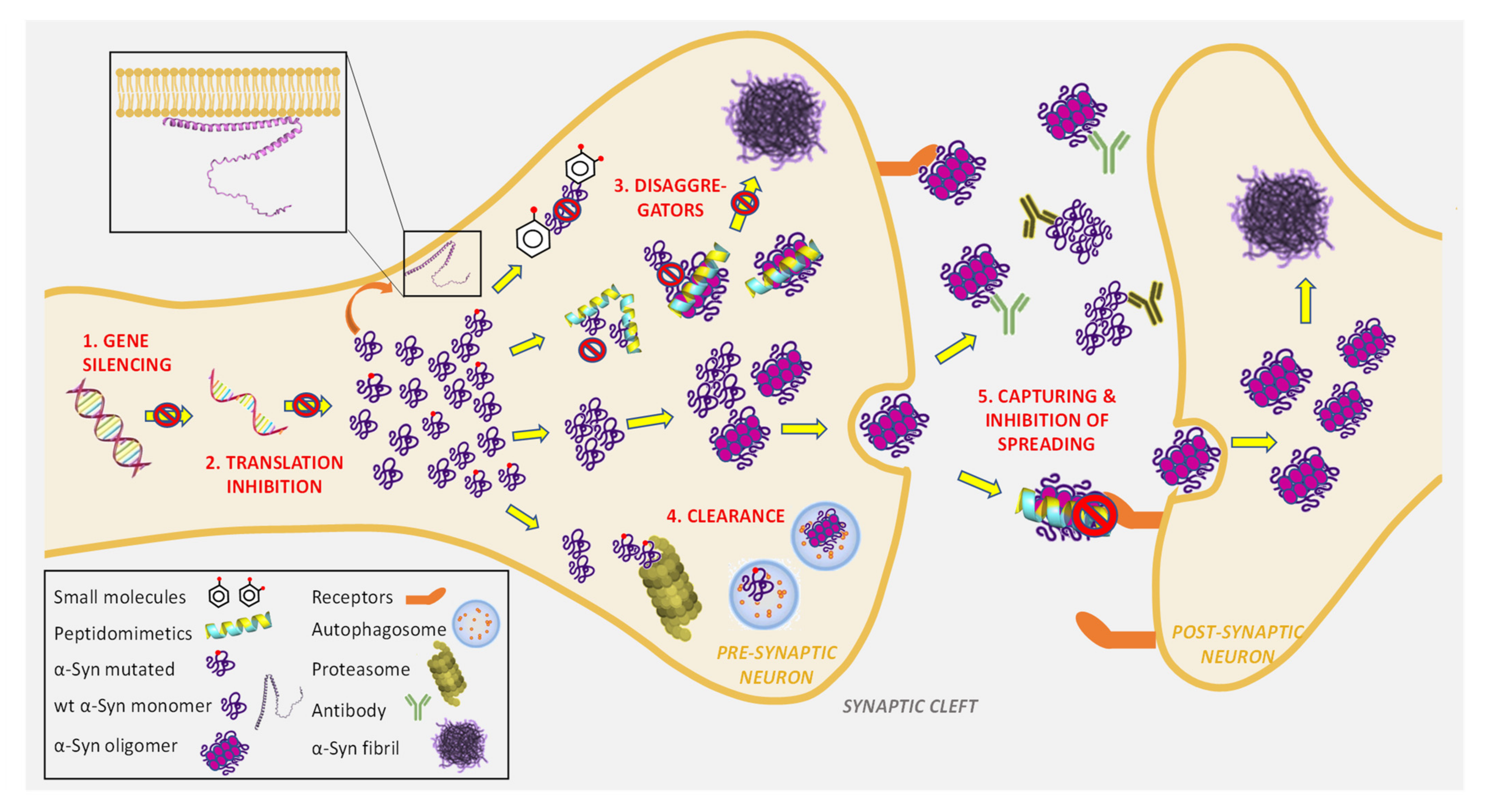 Frontiers  Inhibition of α-Synuclein Aggregation and Mature Fibril  Disassembling With a Minimalistic Compound, ZPDm