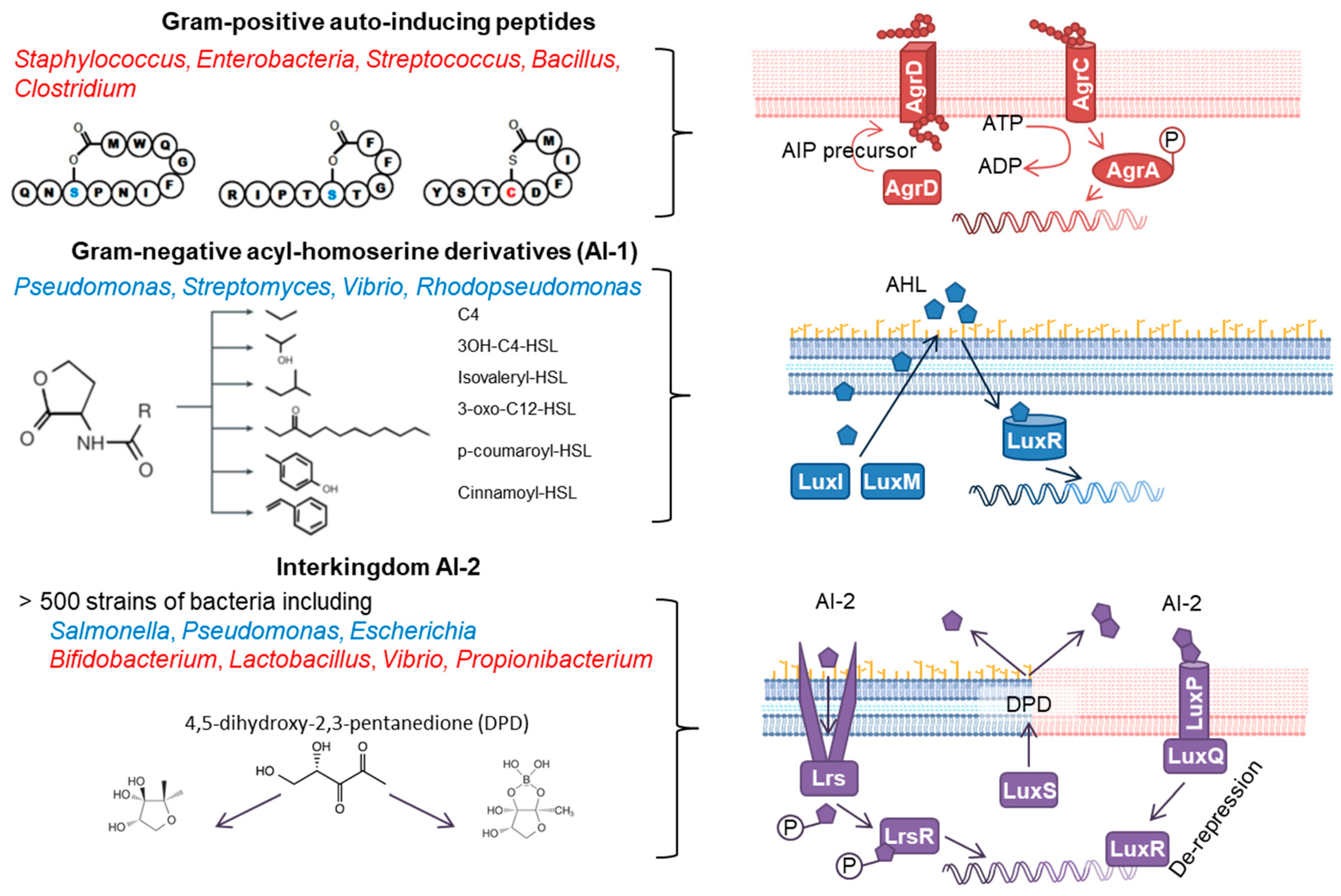 Frontiers  Cross-Talk between Staphylococcus aureus and Other  Staphylococcal Species via the agr Quorum Sensing System