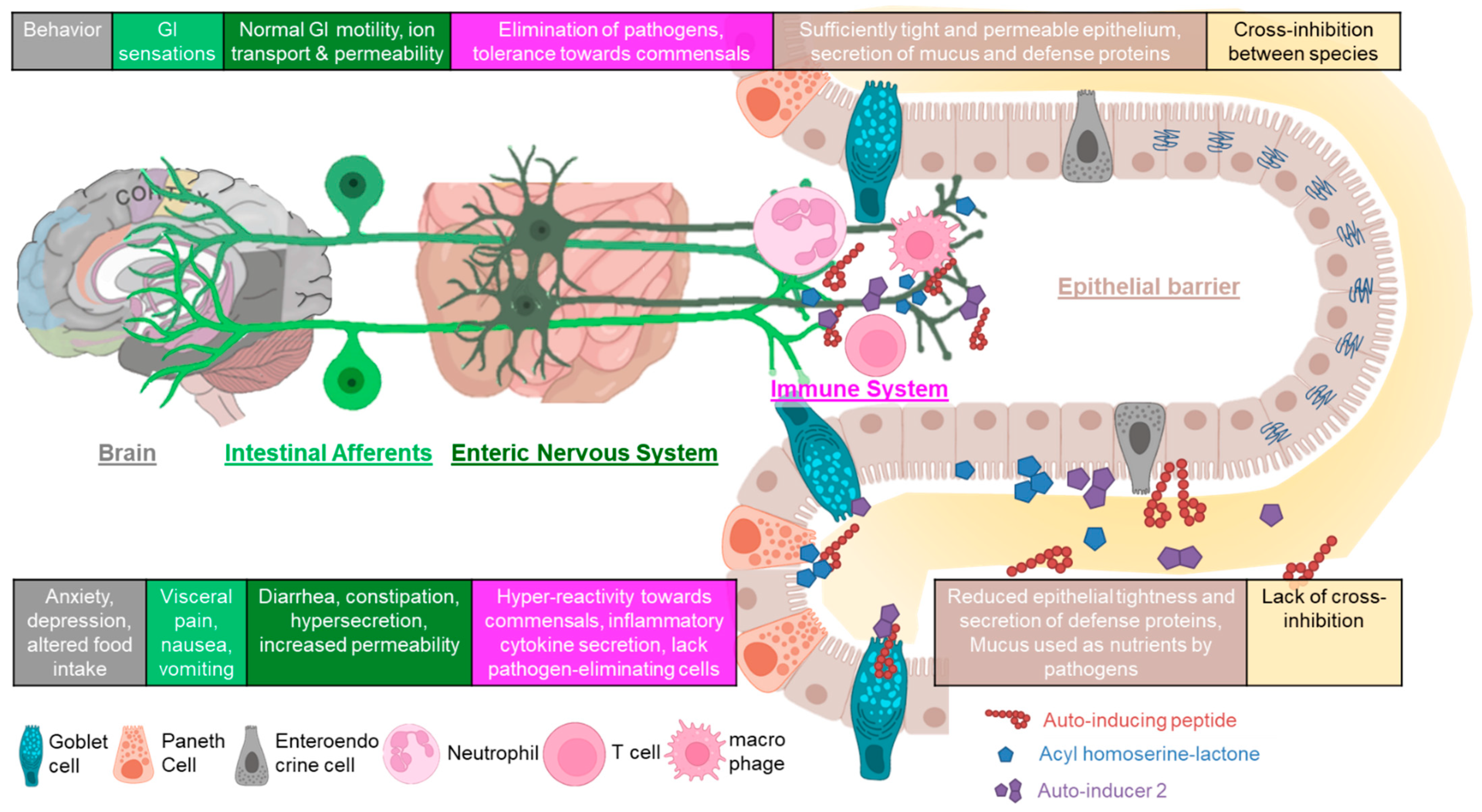 Frontiers  Cross-Talk between Staphylococcus aureus and Other  Staphylococcal Species via the agr Quorum Sensing System