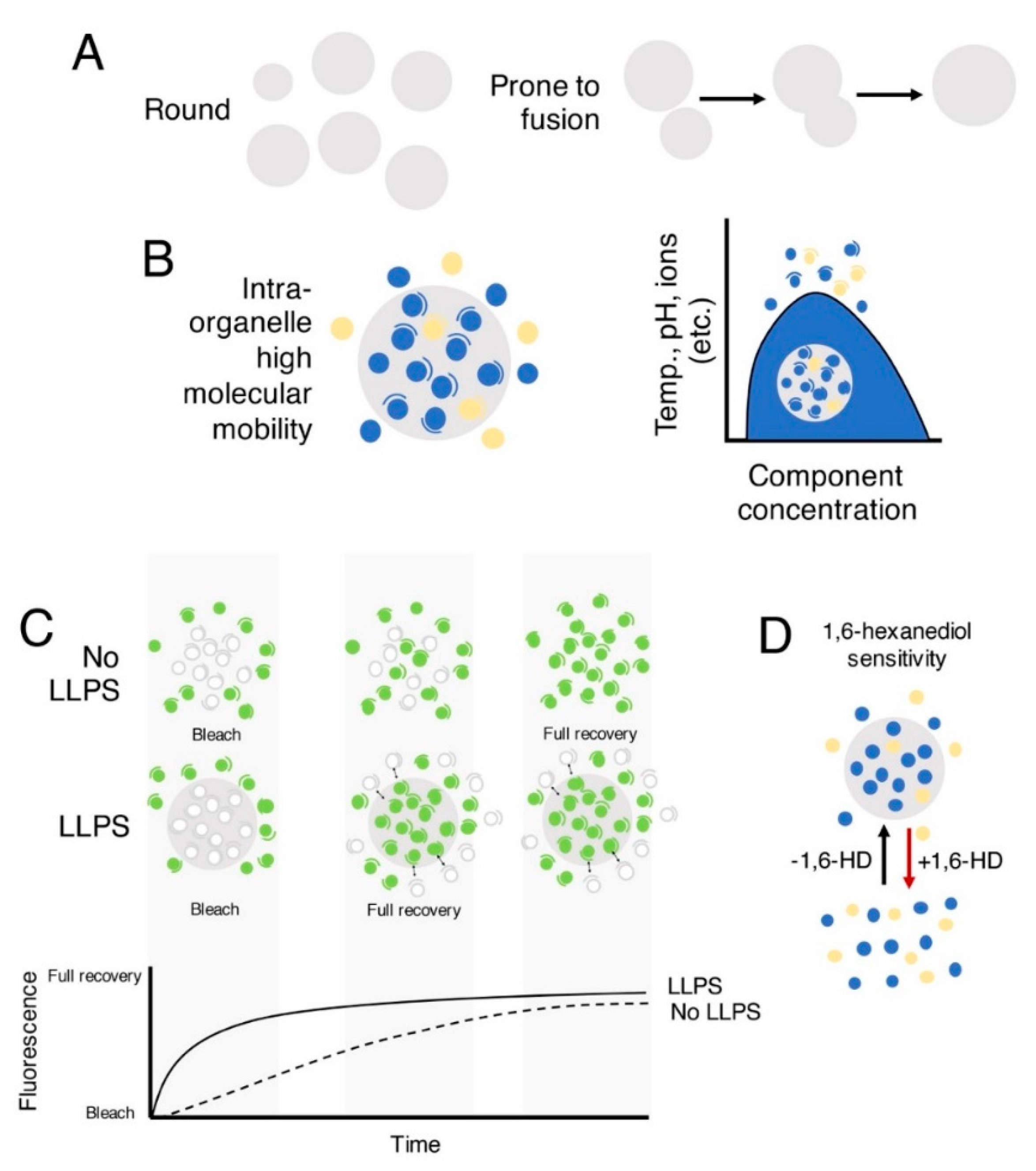 Phase separation on microtubules: from droplet formation to cellular  function?: Trends in Cell Biology