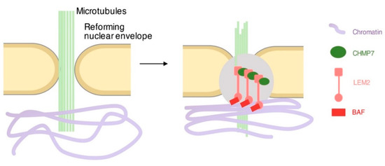 Phase Separation in the Nucleus and at the ... Biology Diagrams