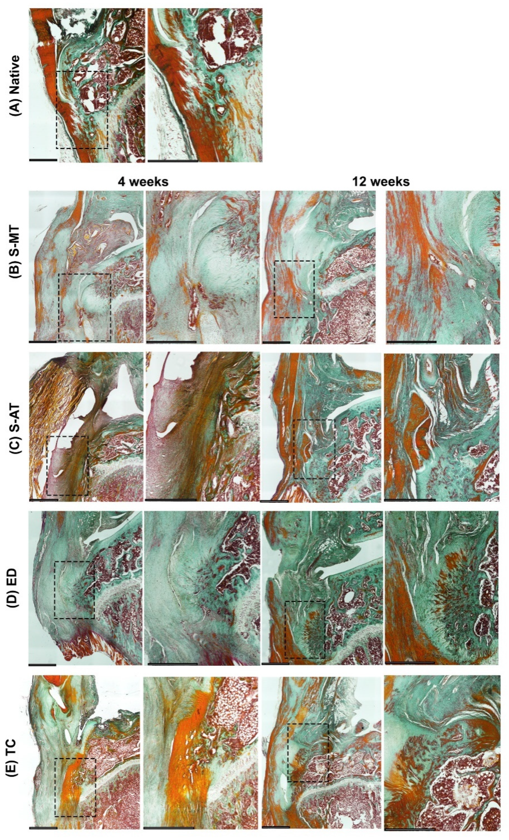 Cells 11 01752 g006 550