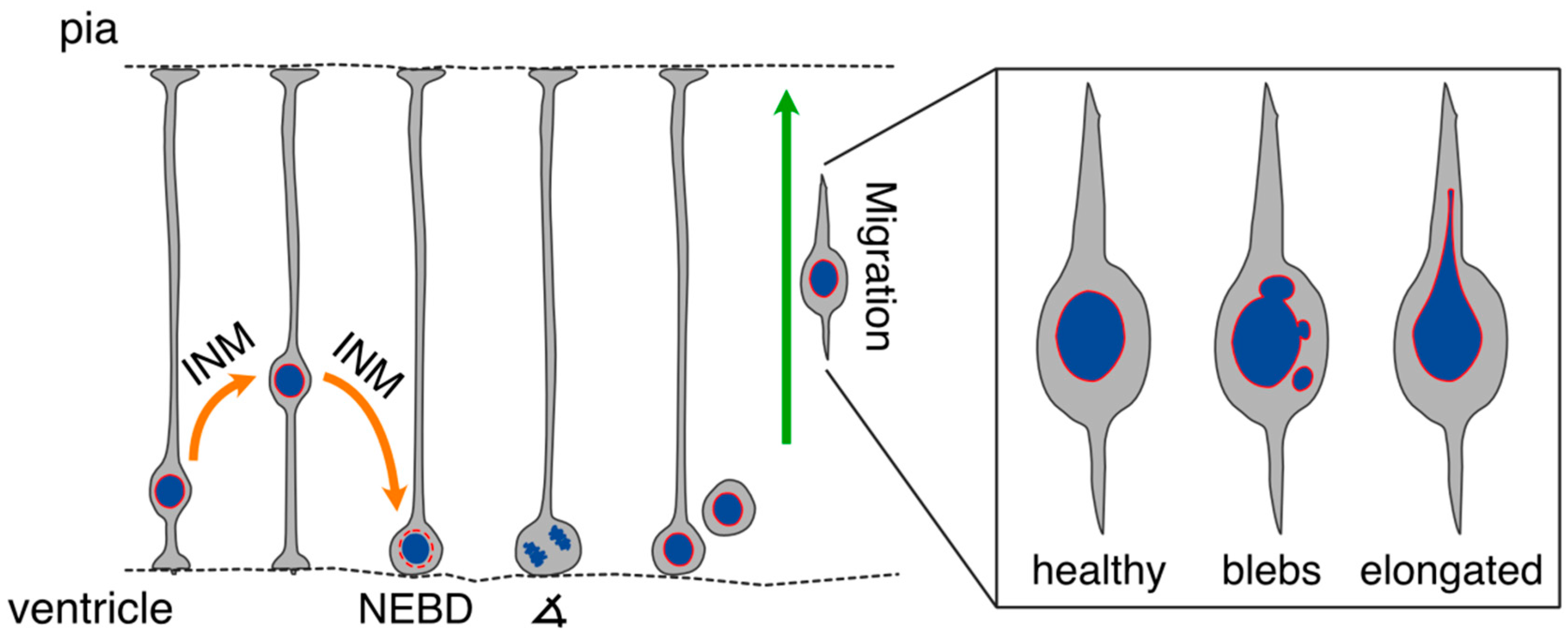 Cells | Free Full-Text | A Nuclear Belt Fastens on Neural Cell Fate Cells | Free Full-Text | A Nuclear Belt Fastens on Neural Cell Fate