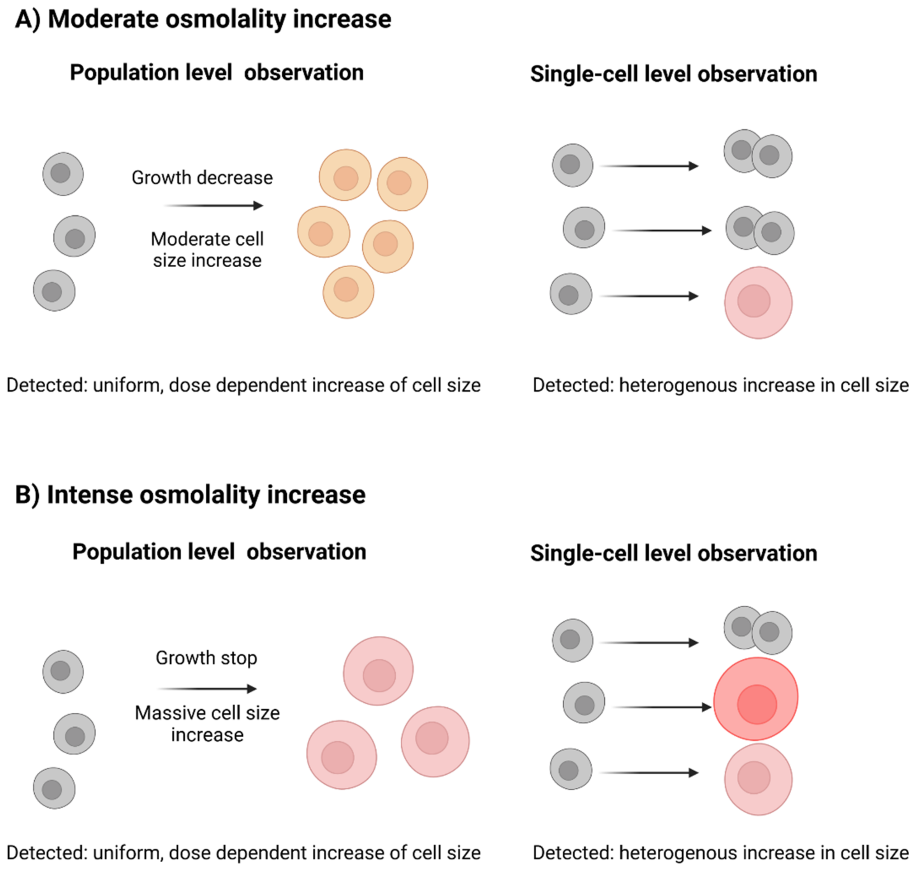 Cells 11 01763 g002 550