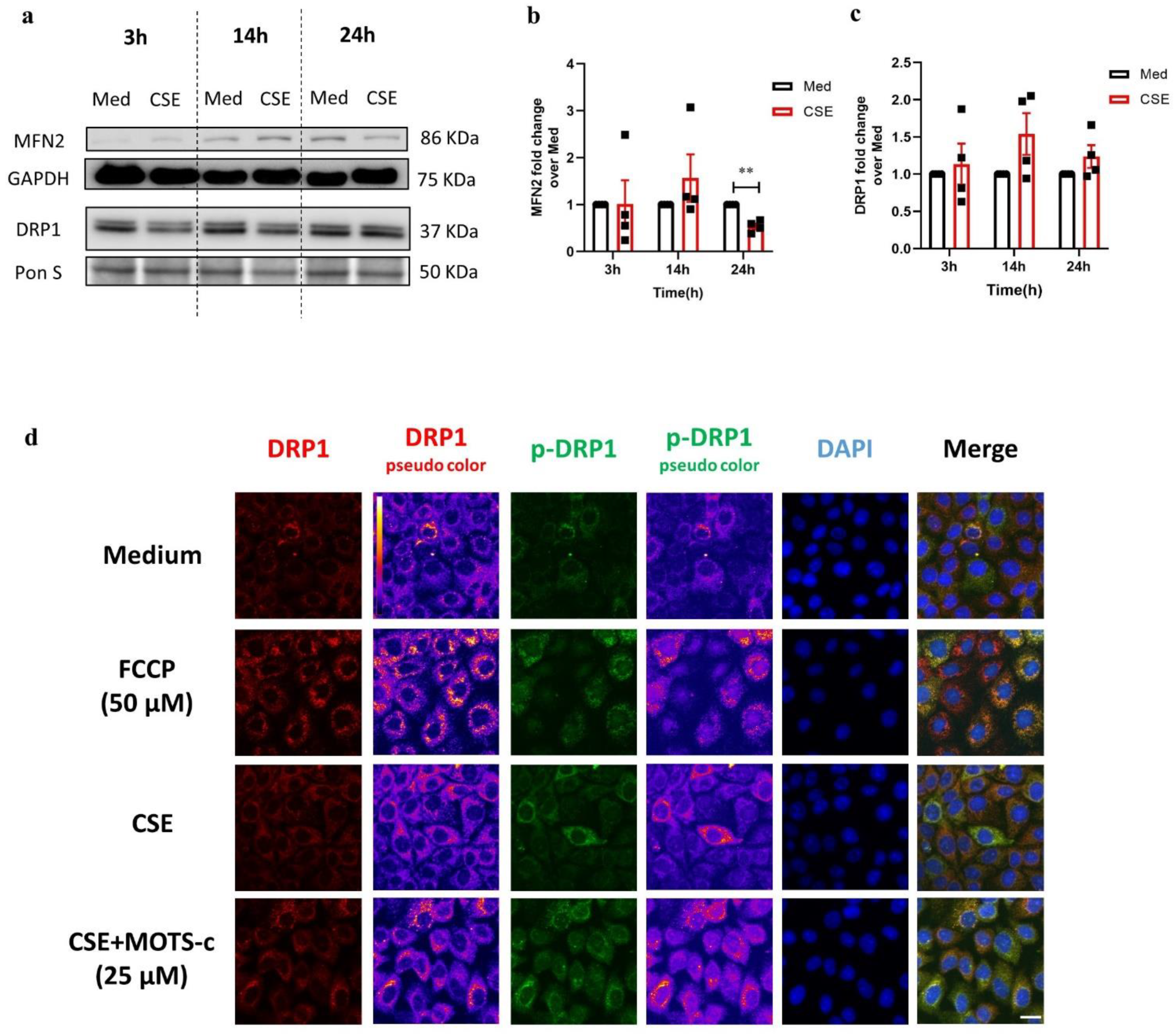 Cells 11 01771 g003 550