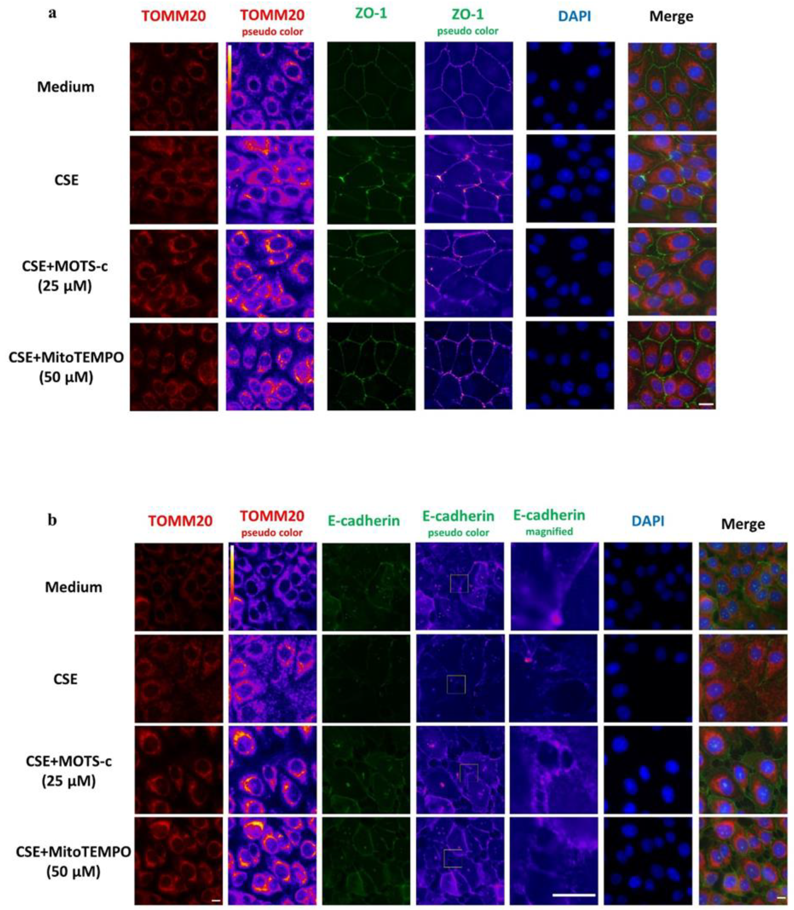 Cells 11 01771 g004 550