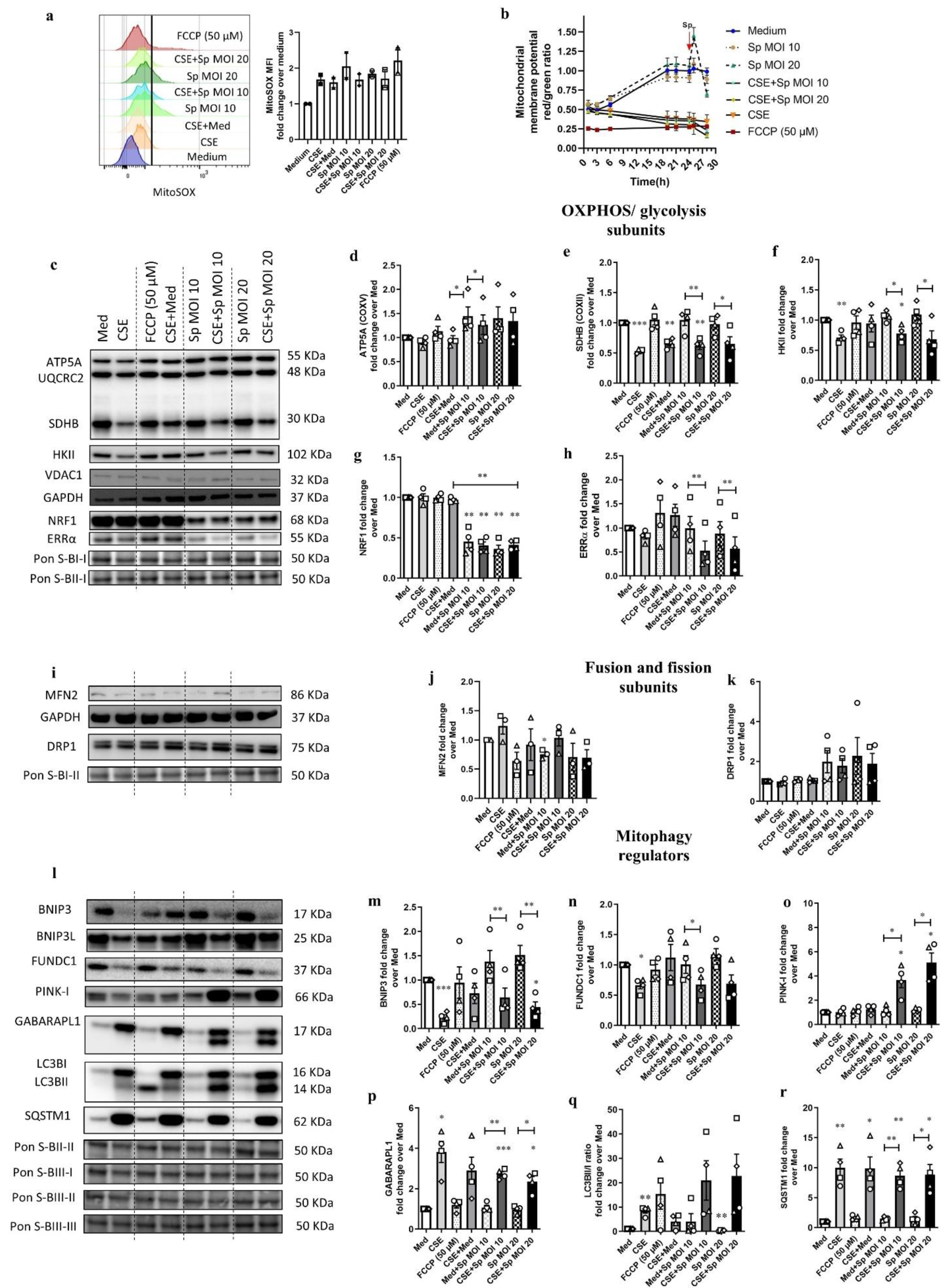 Cells 11 01771 g005 550
